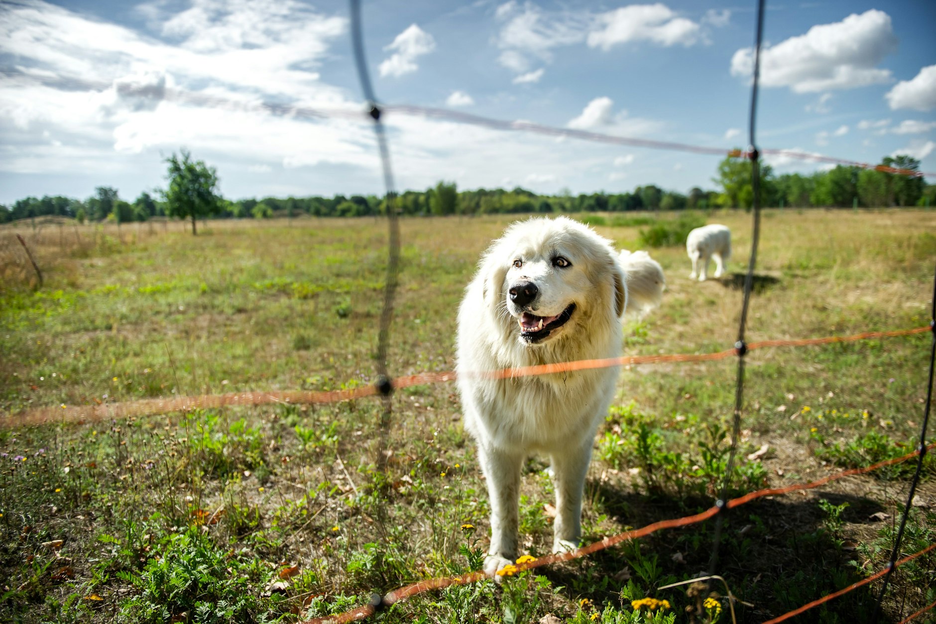 Mapu und Maja sind inzwischen dreieinhalb Jahre alt. Für sie wird noch ein Vorbild gesucht, ein erfahrener alter Herdenschutzhund.