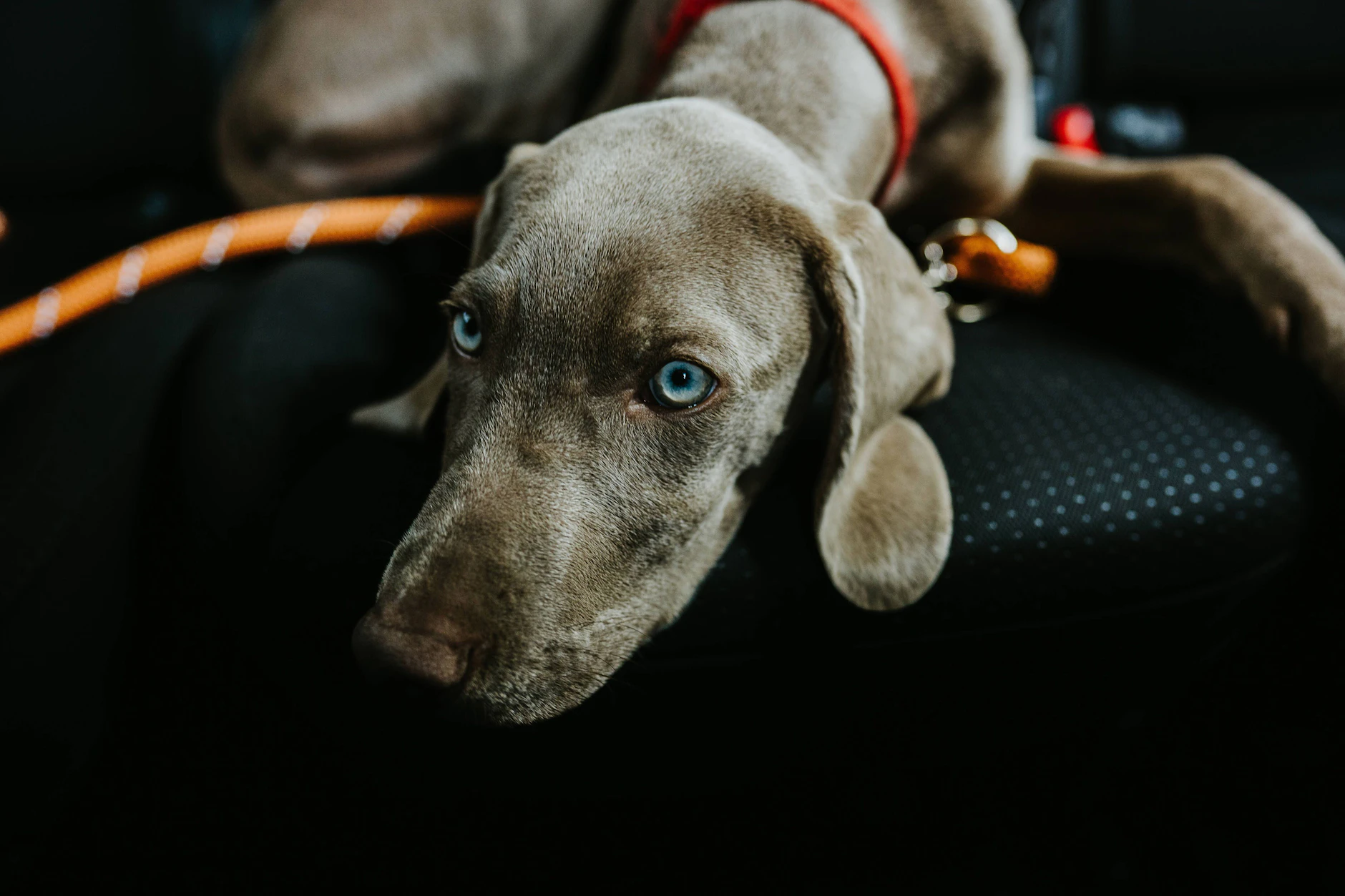 Mein Hund Schaut Mir Tief In Die Augen Liebt mein Hund mich wirklich? Zehn Anzeichen, die es beweisen – und