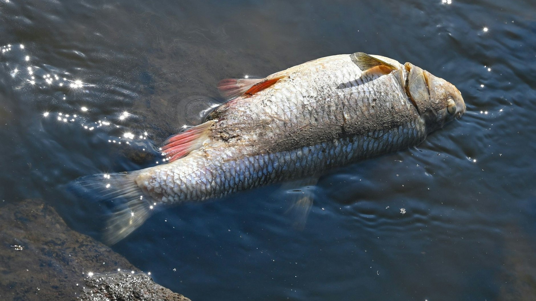 Ein toter Fisch liegt auf Steinen im flachen Wasser des deutsch-polnischen Grenzflusses Oder. 
