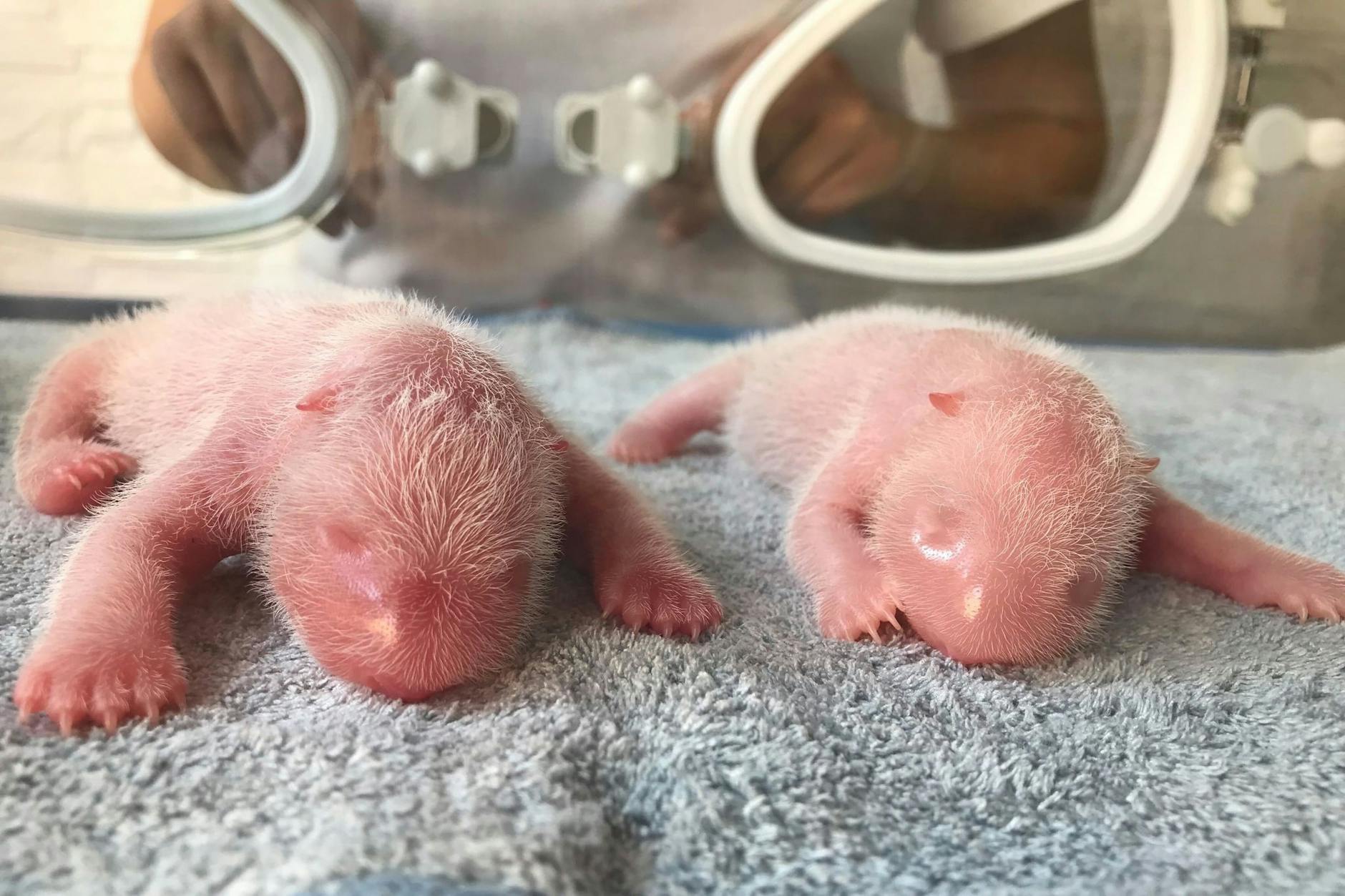 HANDOUT - Neu geborene Panda-Zwillinge, ein Männchen (l) und ein Weibchen, liegen im Qinling-Riesenpanda-Forschungszentrum in Xi'an in der chinesischen Provinz Shaanxi. Das männliche Jungtier wog bei der Geburt 176,4 Gramm, das weibliche 151,2 Gramm. Center/AP/dpa