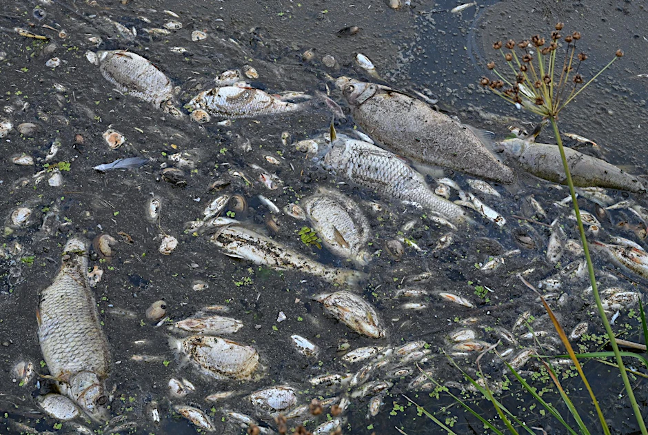 ARCHIV - Tote Fische treiben im Wasser des deutsch-polnischen Grenzflusses Oder.  