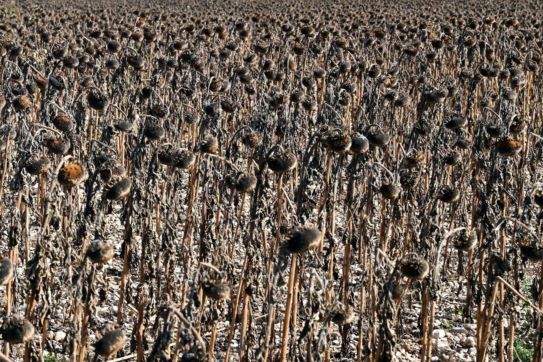 Ein Sonnenblumenfeld in der Region Rhône-Alpes in der Nähe von Lyon im Südosten Frankreichs ist durch die Dürre ausgetrocknet.