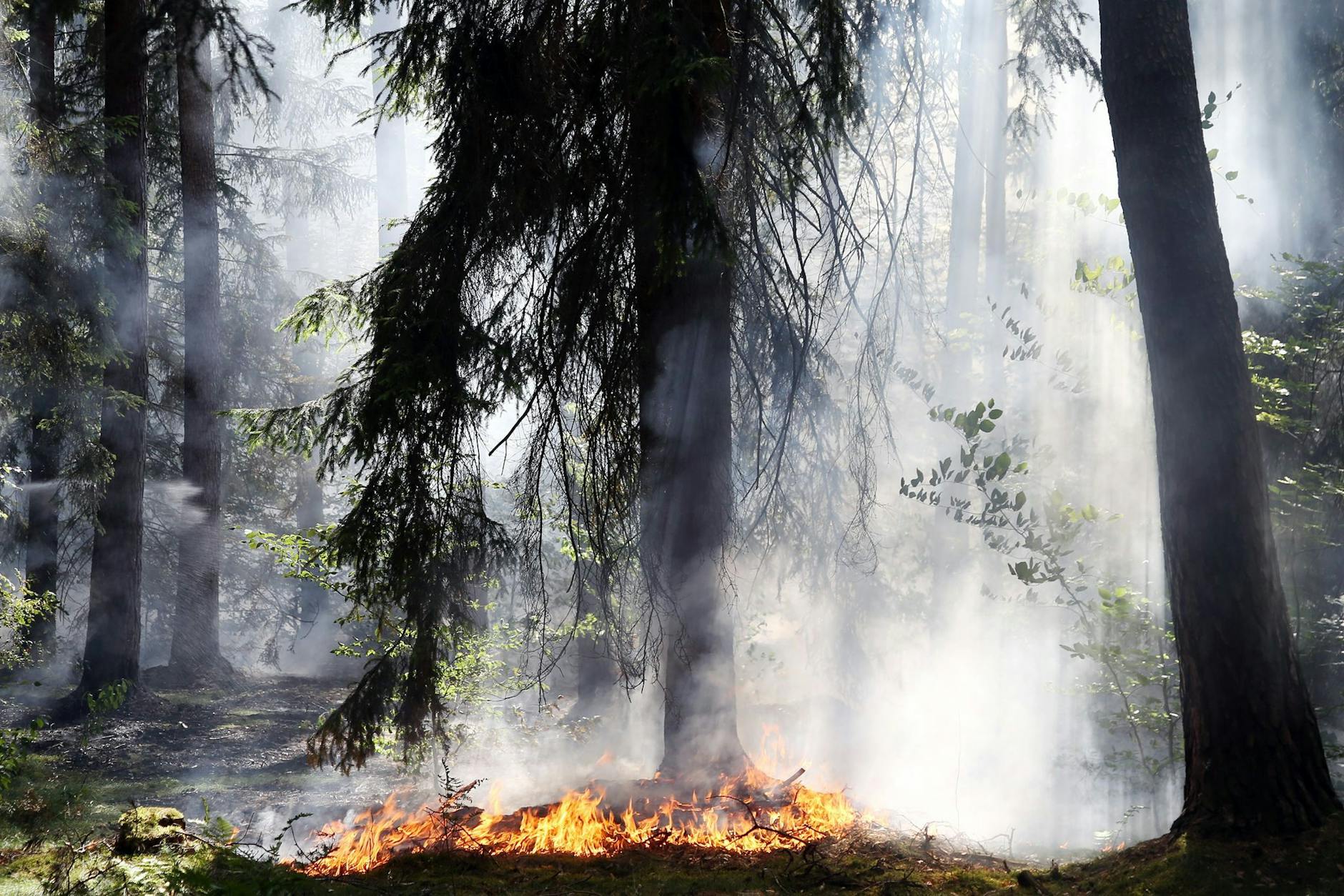ARCHIV - Flammen lodern bei einem Waldbrand in Bayern.