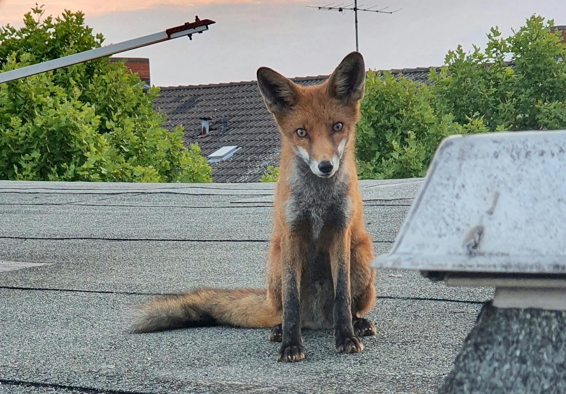 HANDOUT - Ein junger Fuchs sitzt auf einem Dach in Berlin-Charlottenburg.