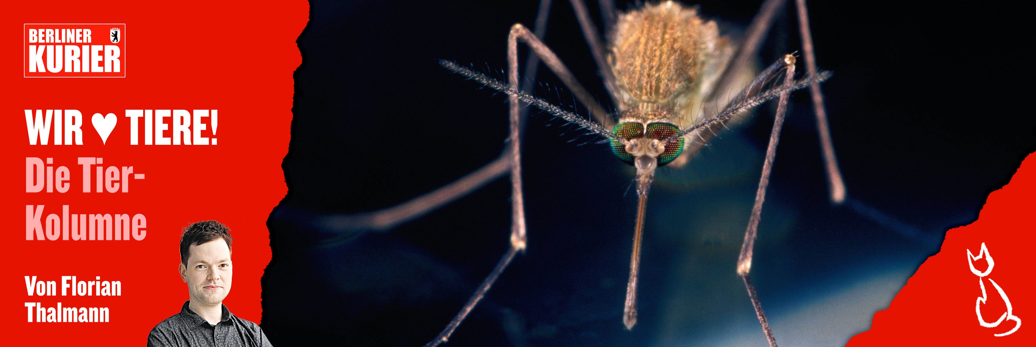 Irrer Plan! Top-Virologe will Mücken flächendeckend bekämpfen – aber wie soll das gehen?