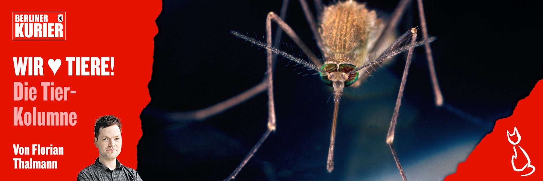 Stechmücken nerven - und sie können Krankheiten übertragen. Ein Top-Virologe will die Insekten deshalb flächendeckend bekämpfen.
