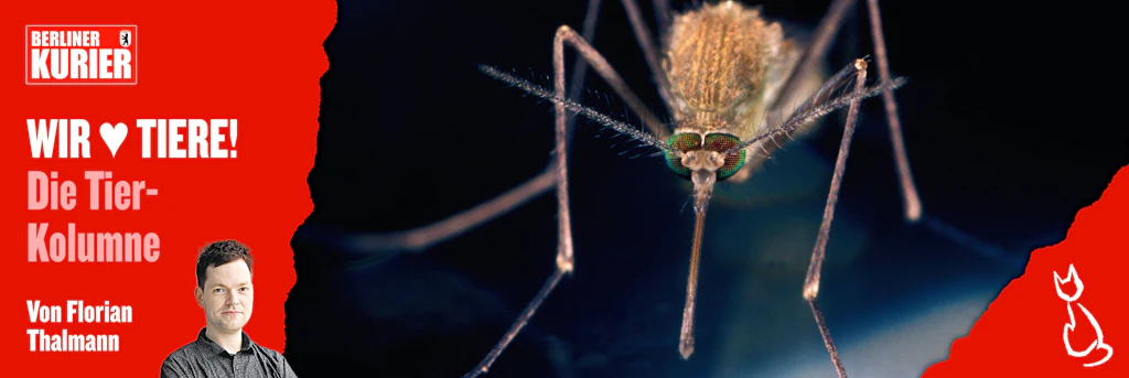 Irrer Plan! Top-Virologe will Mücken flächendeckend bekämpfen – aber wie soll das gehen?