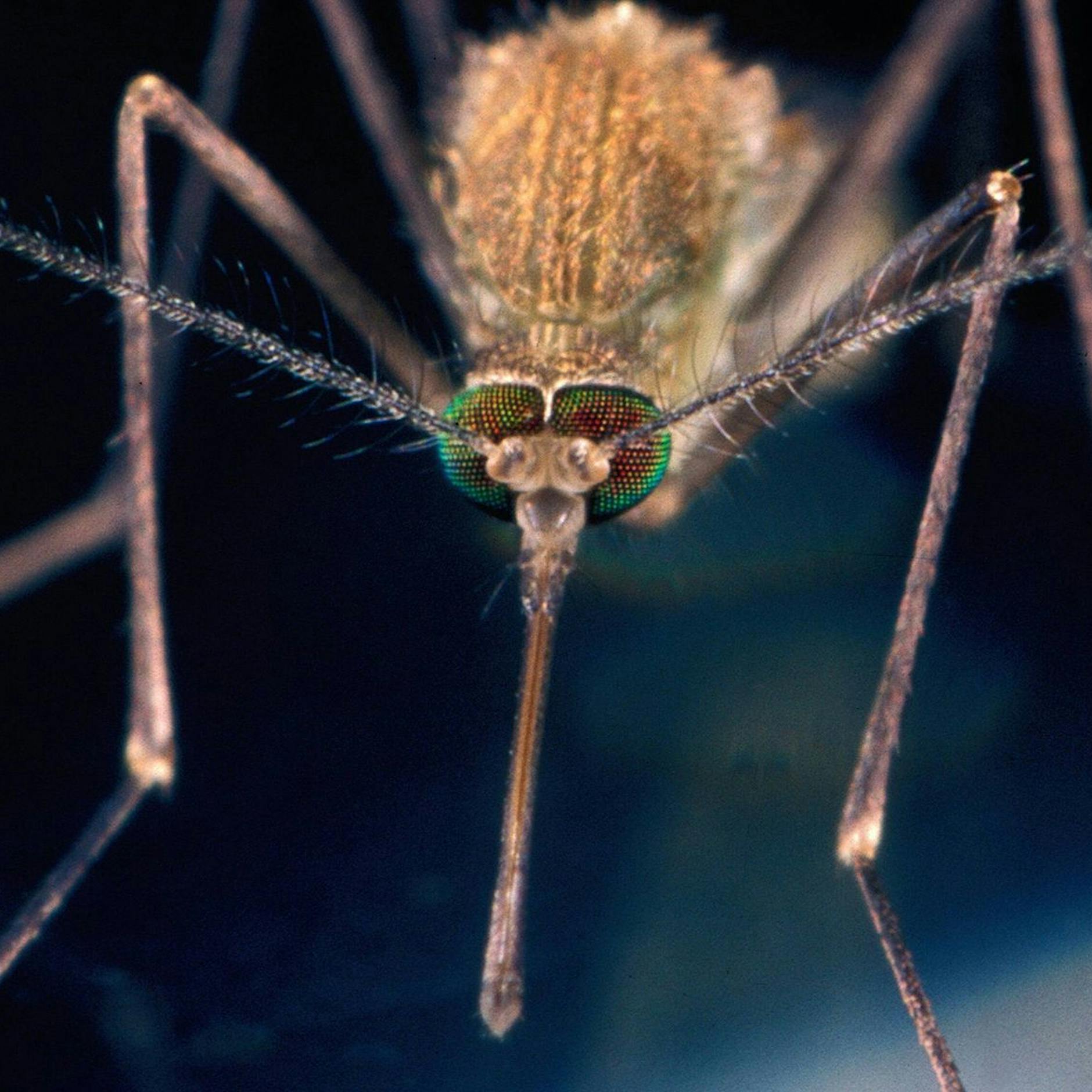 Irrer Plan! Top-Virologe will Mücken flächendeckend bekämpfen – aber wie soll das gehen?