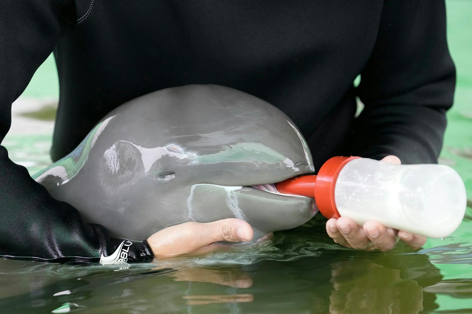 Das Delfinbaby mit dem Spitznamen Paradon wäre in einem Gezeitentümpel an der thailändischen Küste fast ertrunken, als Fischer es letzten Monat fanden. Jetzt wird es aufgepäppelt.