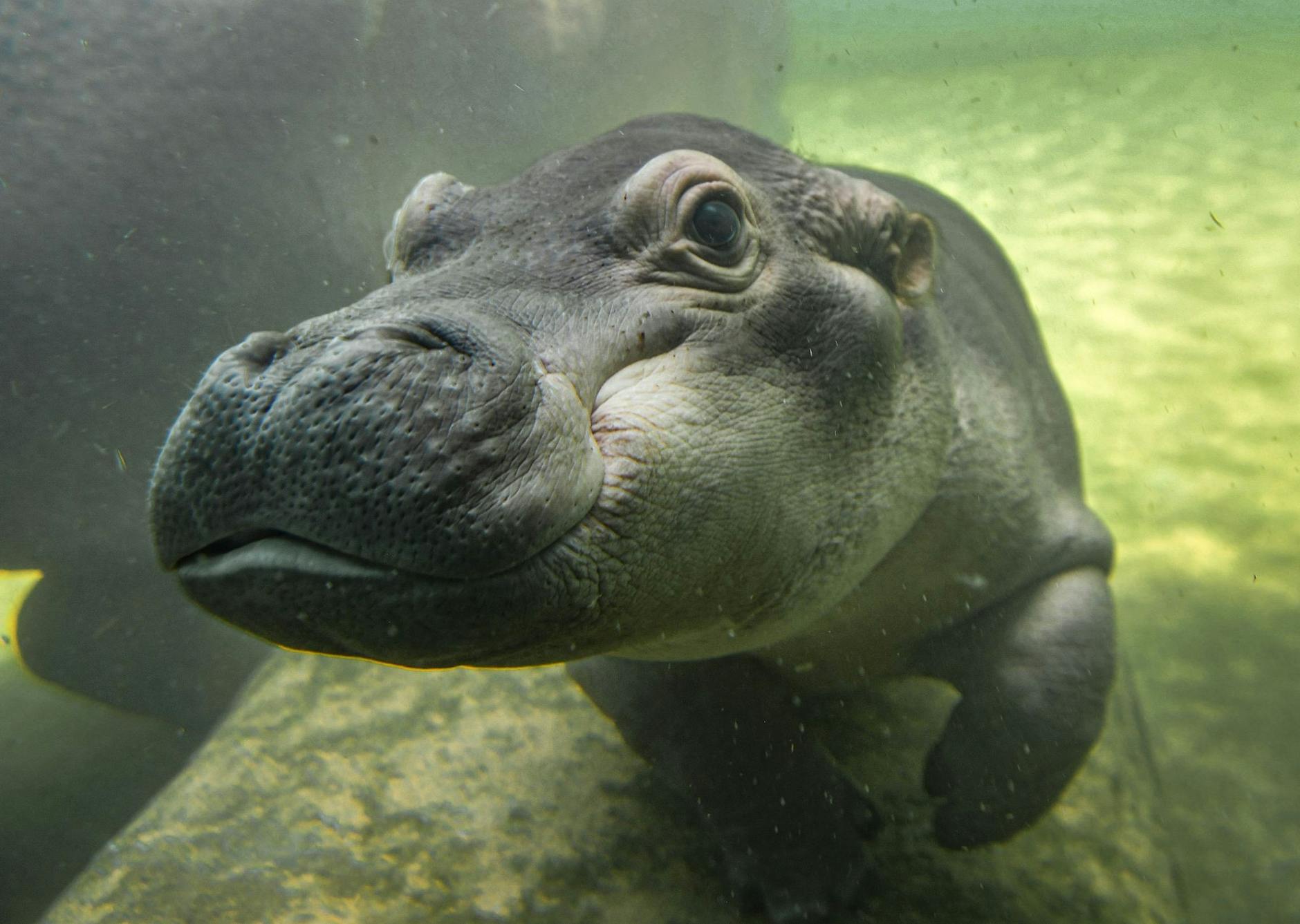 Das Nilpferd «Jaguh» ist das erste Nilpferd, das im Wasser-Themenpark Lost World of Tambun in Malaysia geboren wurde.