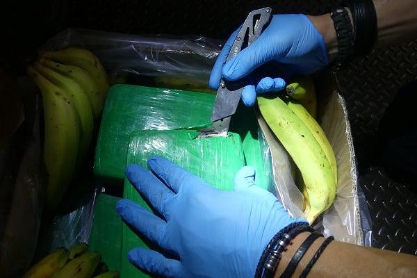 Zwischen Bananen war dieses Kokain aus Südamerika versteckt, das Mitarbeiter eines Obst- und Gemüsehandels fanden.