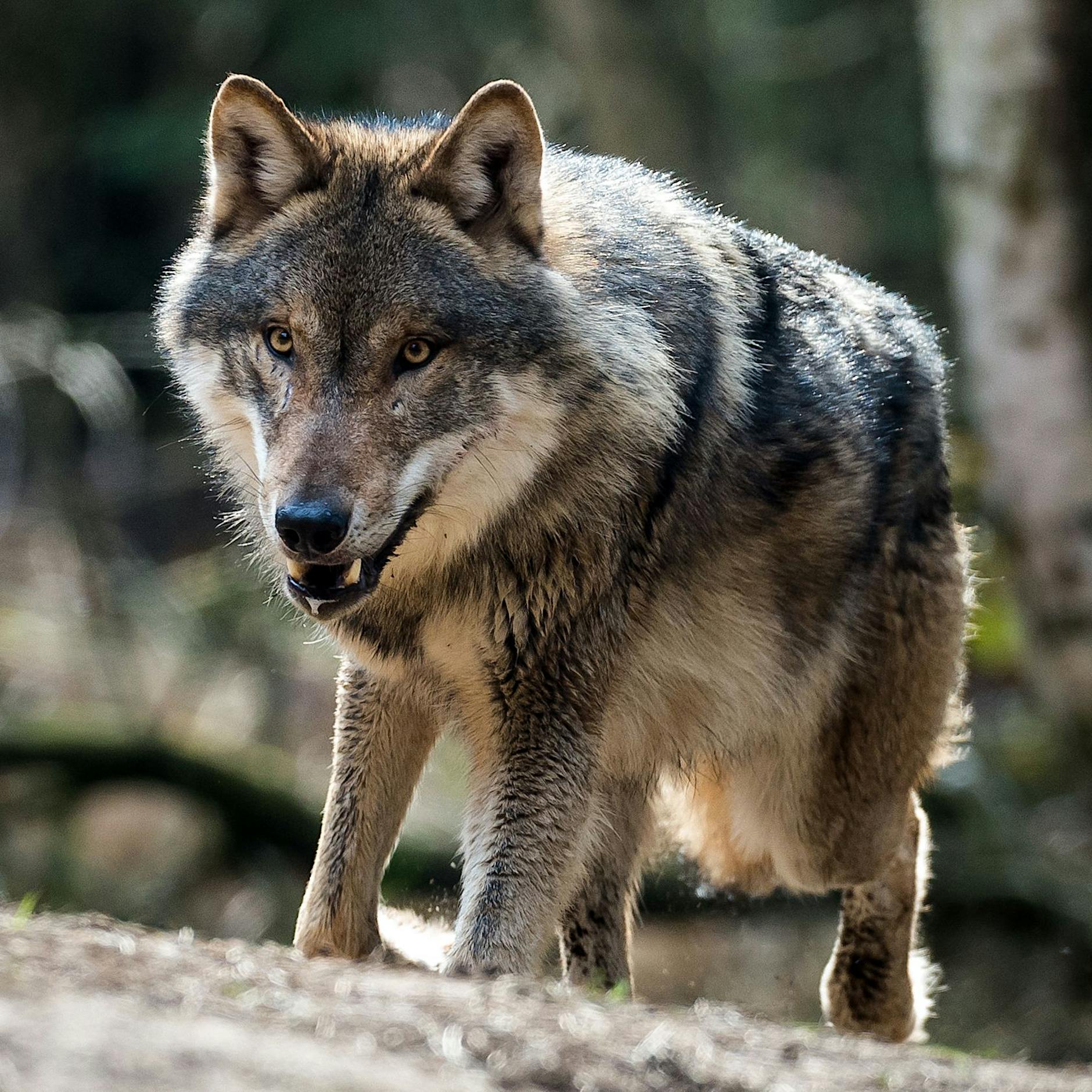 Kind ärgert Wolf – der beißt zu: Jetzt erstatten die Eltern Anzeige