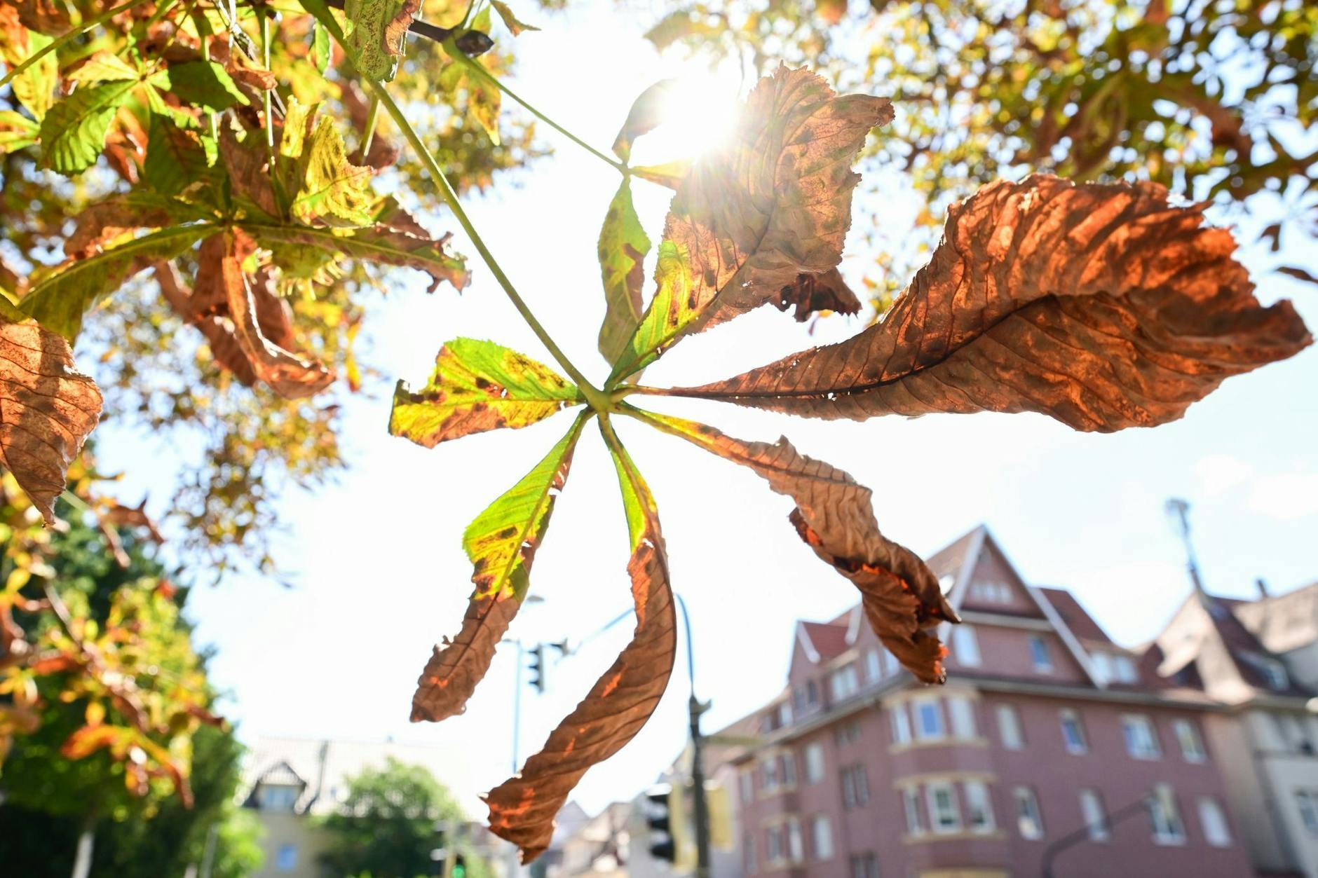 Miniermotte? Blattnekrosen? Stadtbäumen wie der Kastanie geht es derzeit nicht gut.