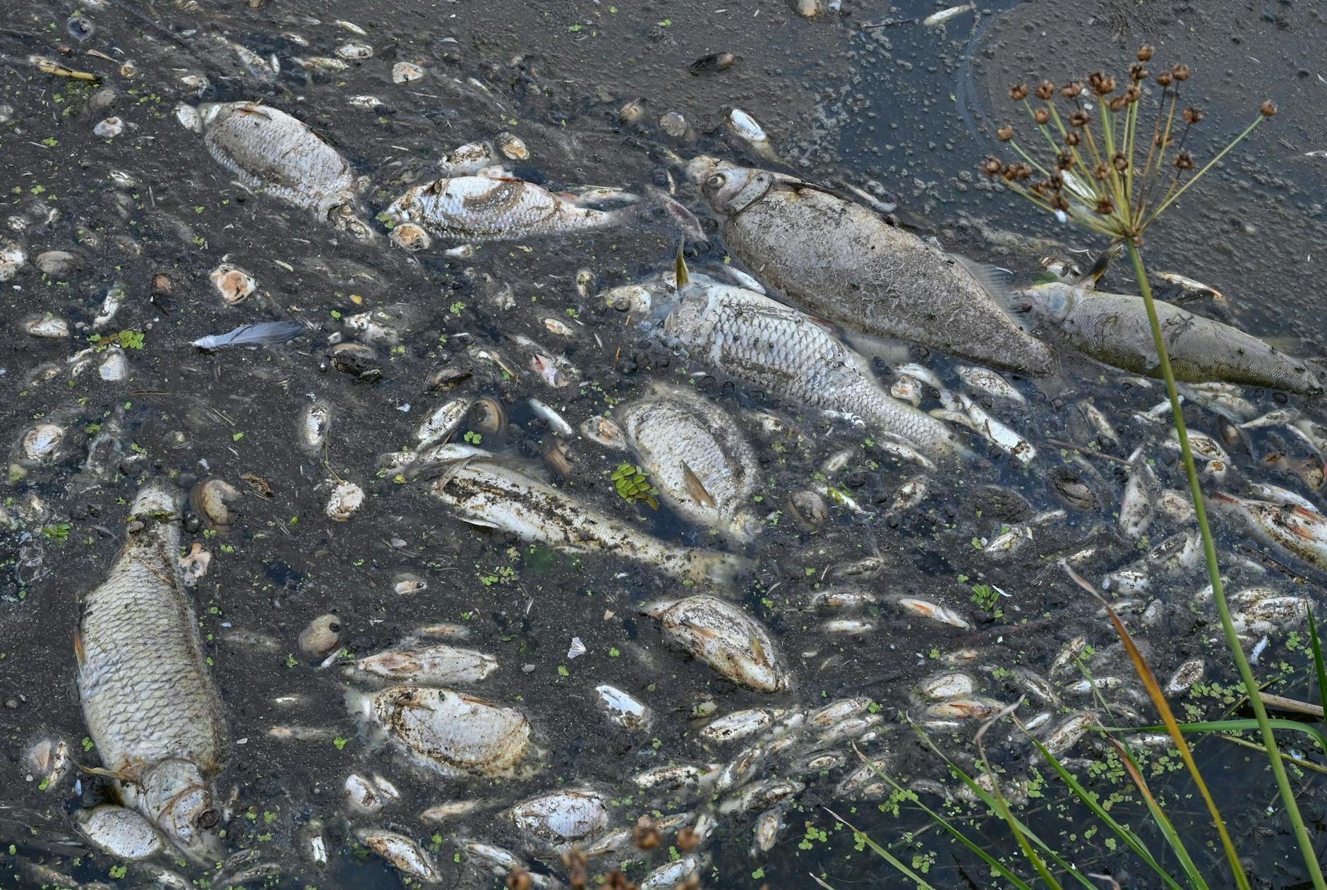 ARCHIV - Tote Fische in der Oder.