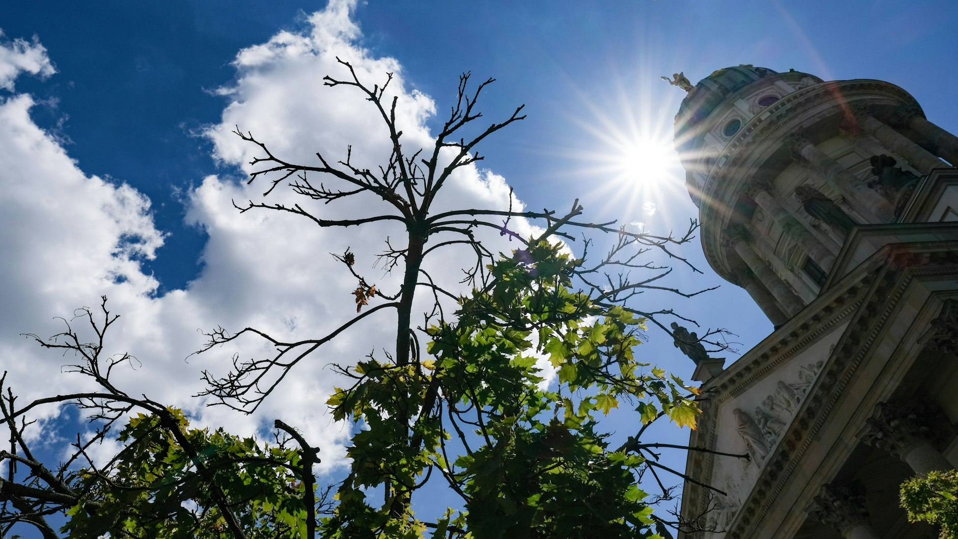 Vertrocknete Zweige von einem Kugelahornbaum sind auf dem Gendarmenmarkt vor der Kuppel des französischen Doms zu sehen. Ein Zeichen, wie Bäume unter der Hitze leiden.