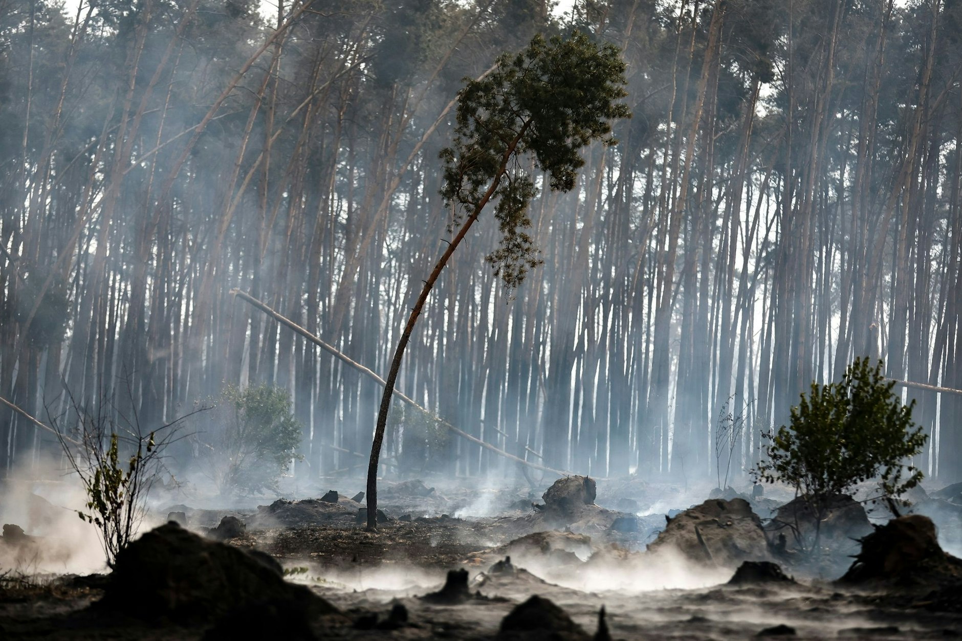Nie gab es in Brandenburg mehr Waldbrände als in diesem Jahr.