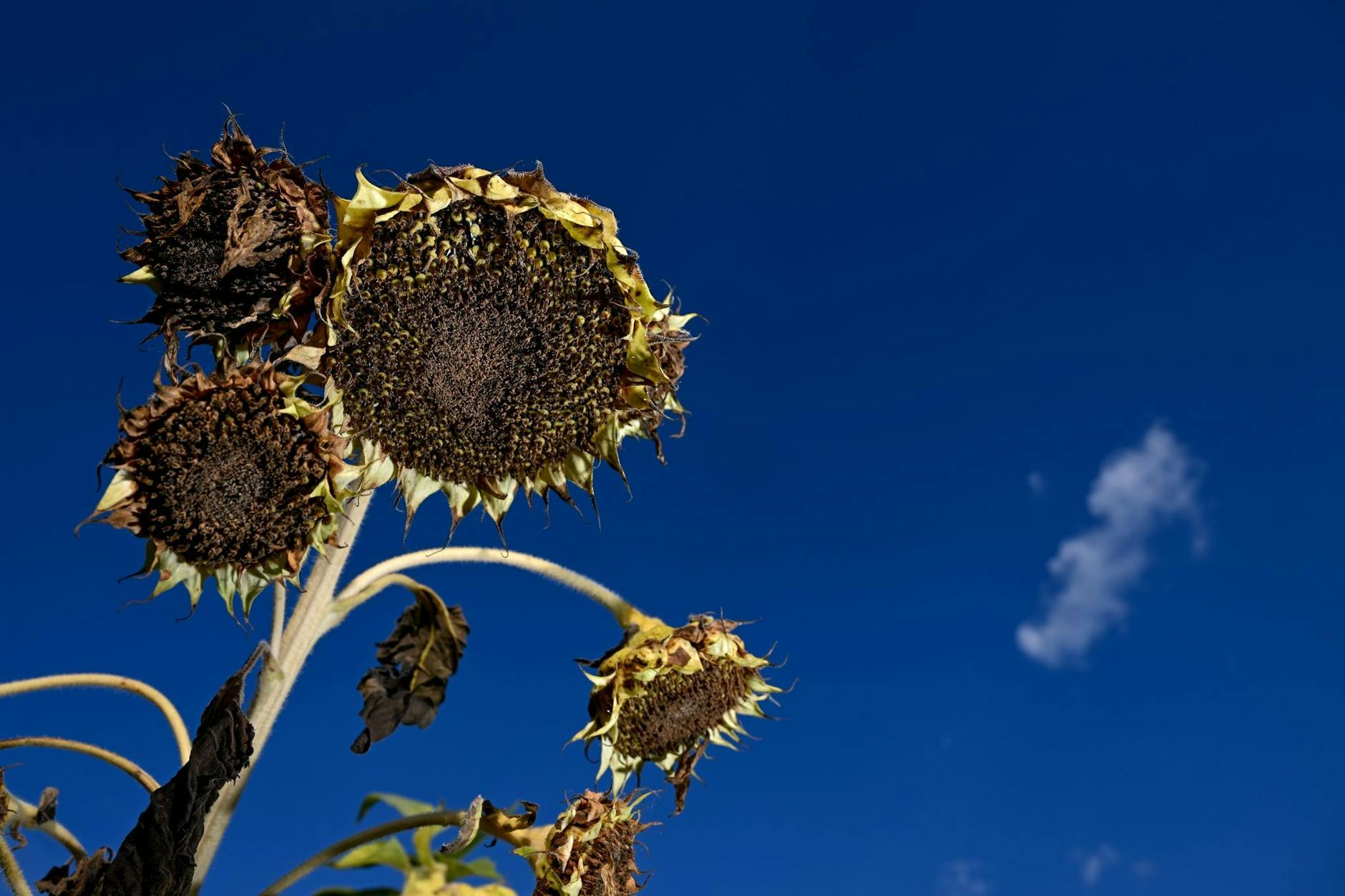 Ausgetrocknete Sonnenblumen stehen auf einem Feld am Rand von Ravensburg.