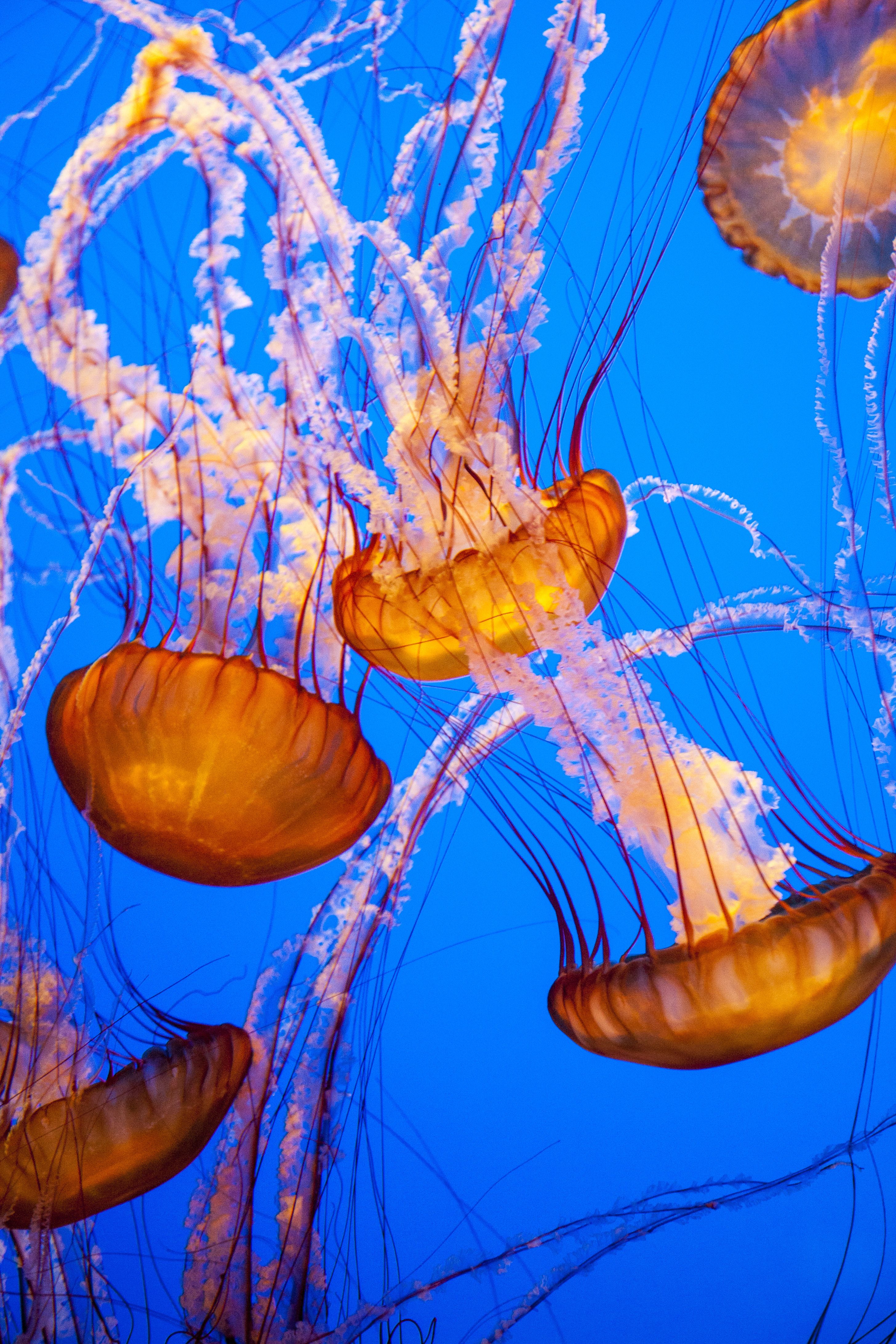 Steht die Unsterblichkeit an der Tür? Wissenschaftler entschlüsseln den genetischen Code von Alterslosen Quallen!