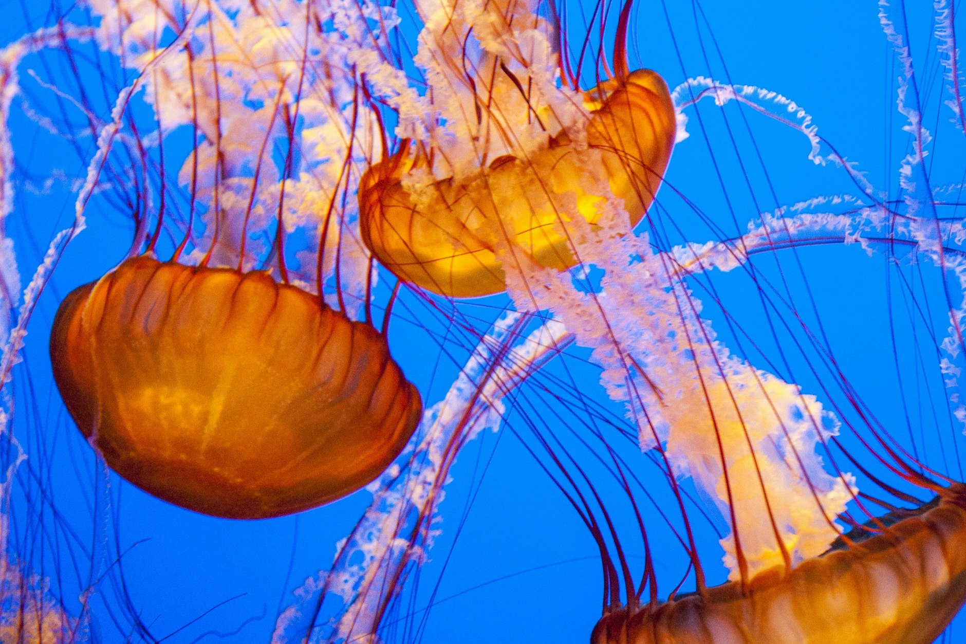 Viele Quallen können sich selbst jünger machen, aber nur eine kann das immer wieder