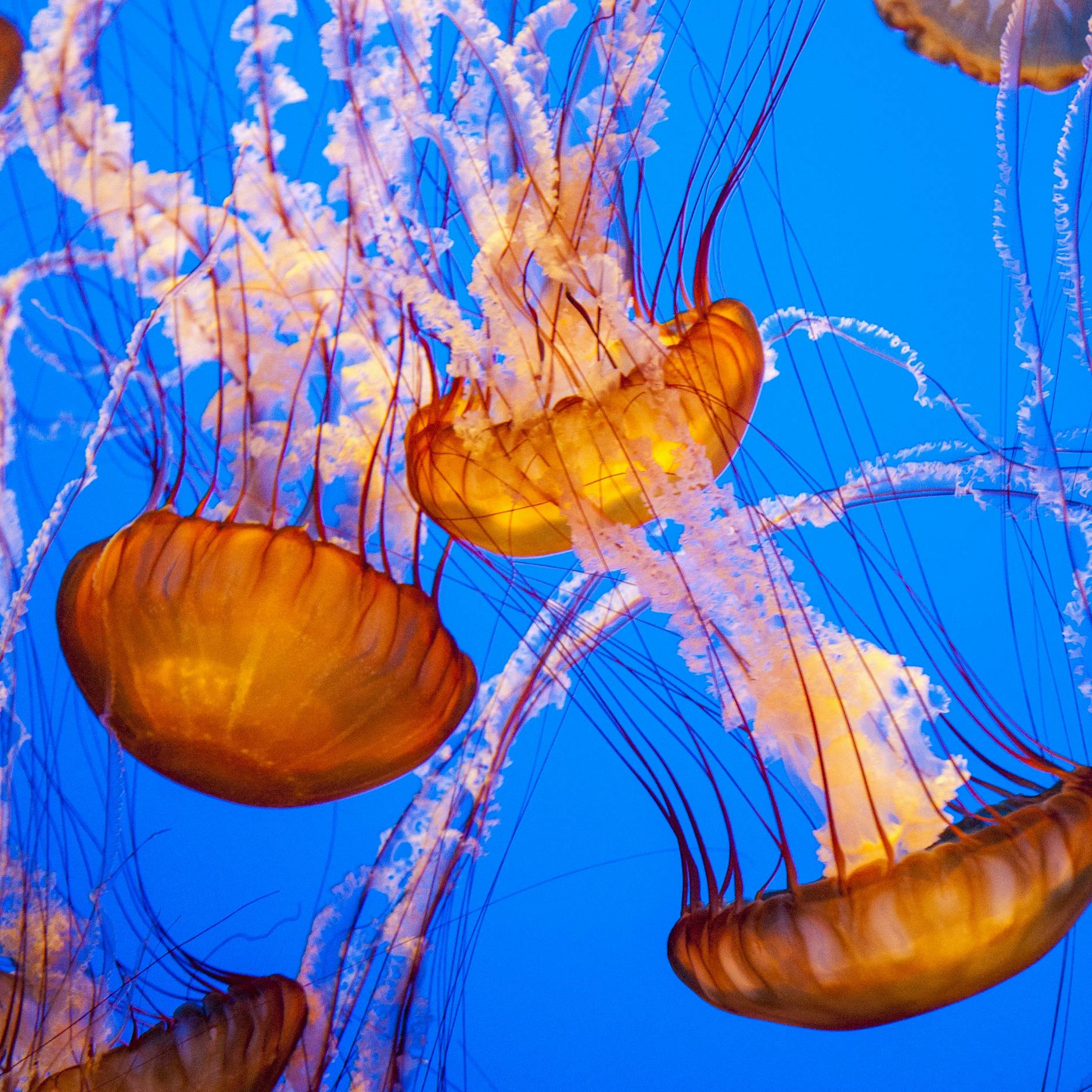 Steht die Unsterblichkeit an der Tür? Wissenschaftler entschlüsseln den genetischen Code von Alterslosen Quallen!