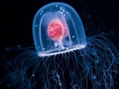 Die unsterbliche Qualle hat einen außergewöhnlichen genetischen Code