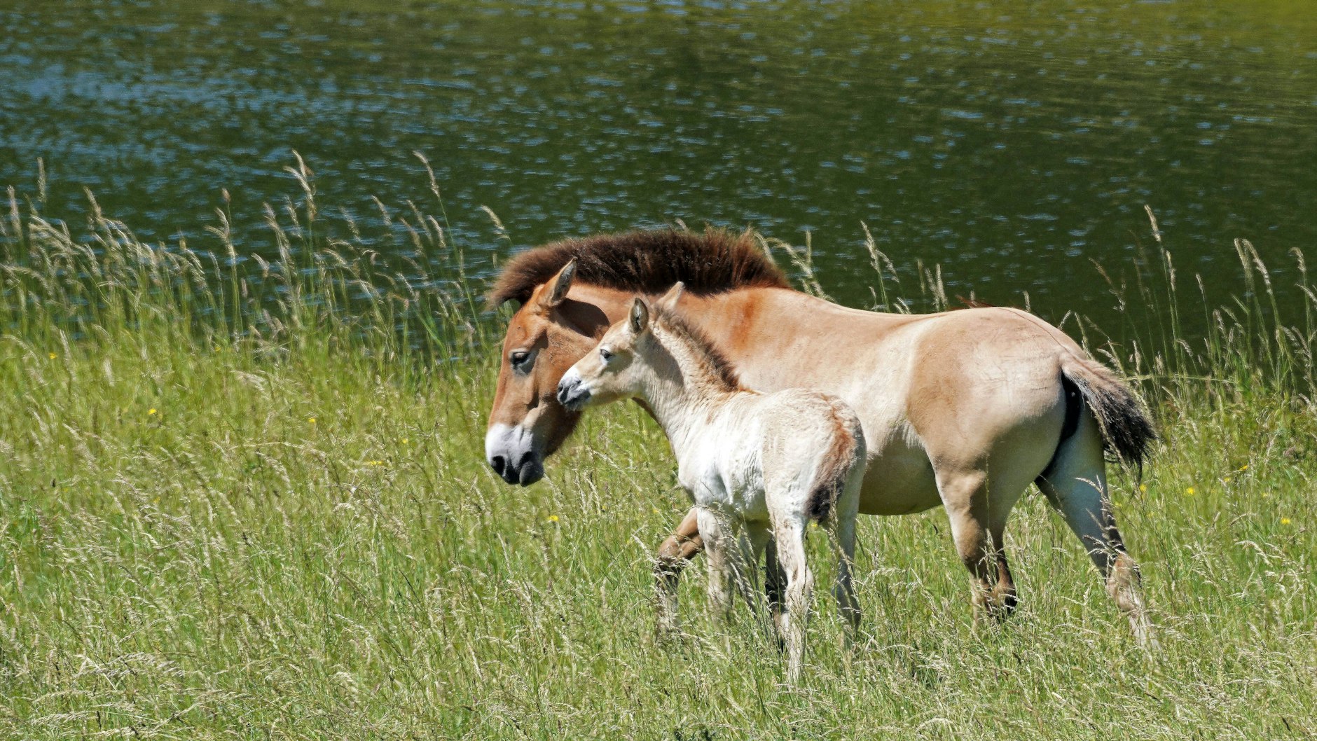 Das Przewalski-Pferd war in der Wildnis lange Zeit ausgestorben, jetzt konnte es dank des „Frozen Zoo“ wiedererstehen.