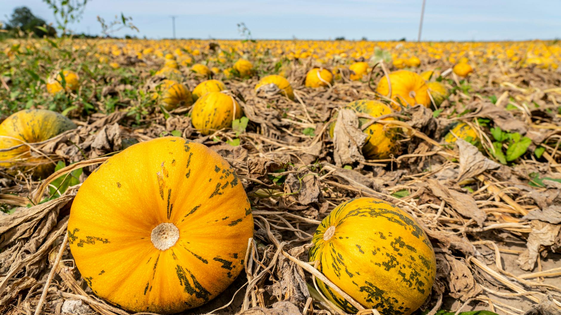 Die Kürbis-Saison beginnt wieder.