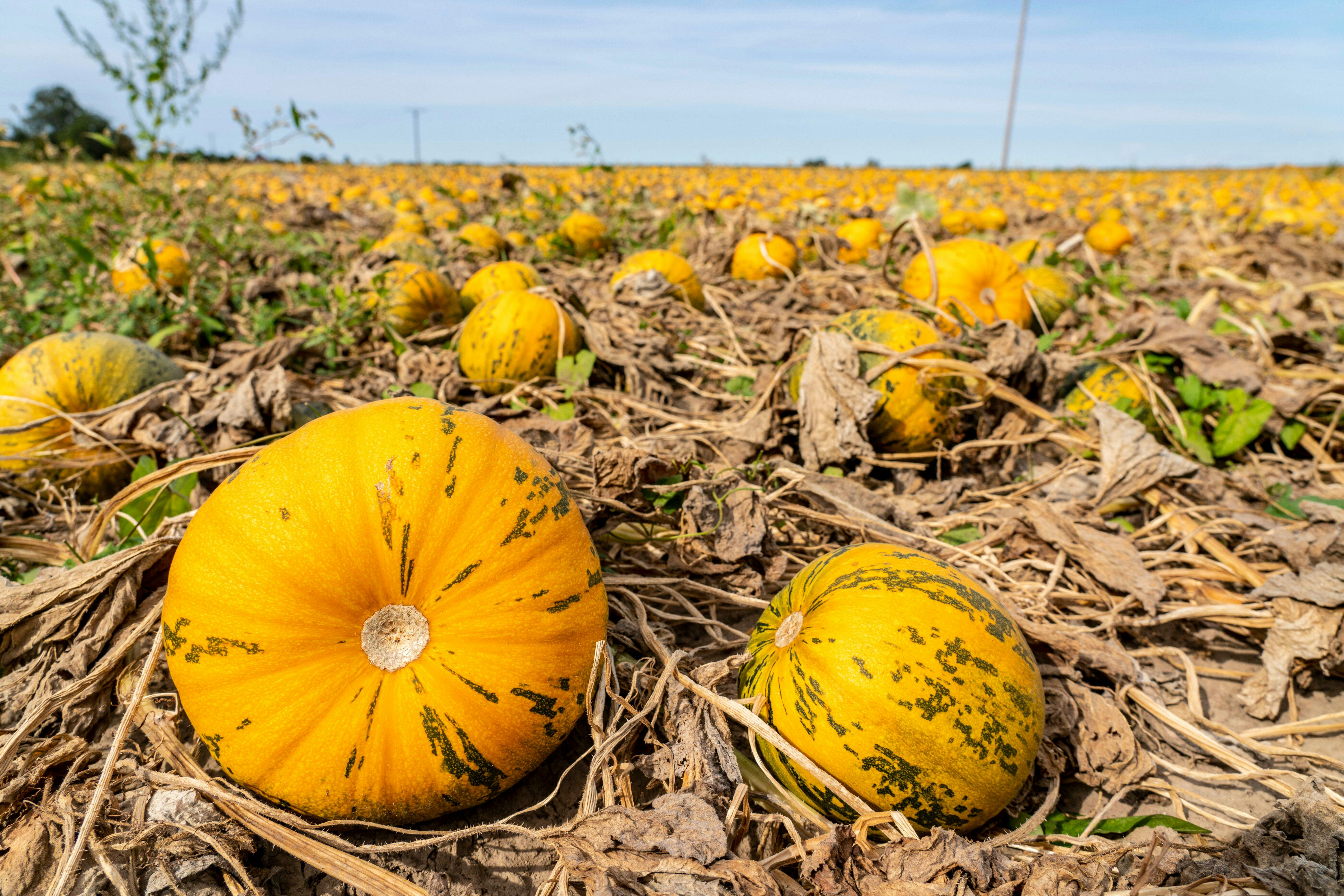 Kürbis-Kompott wie in der DDR: Dieses einfache Rezept aus fünf Zutaten ... Kürbis-Kompott wie in der DDR: Dieses einfache Rezept aus fünf Zutaten ...