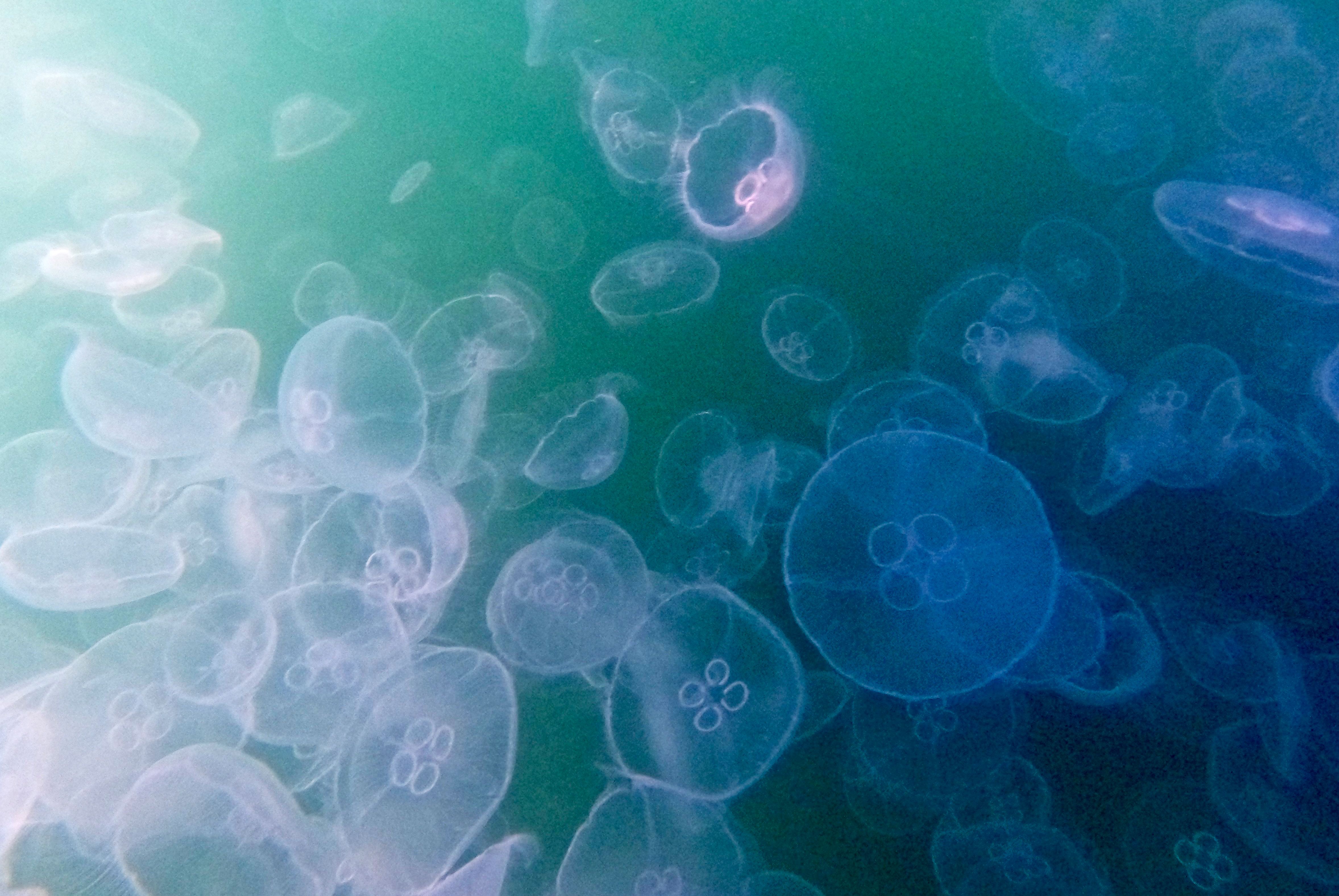Quallen in der Ostsee: Woher kommt die Schwemme? Kippt das Meer?