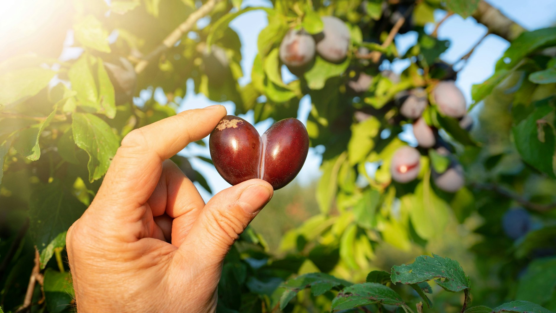 Die Pflaumen-Saison läuft auf Hochtouren - einige Sorten der Früchte werden bis in den Oktober hinein geerntet. Zeit für Pflaumenmus!