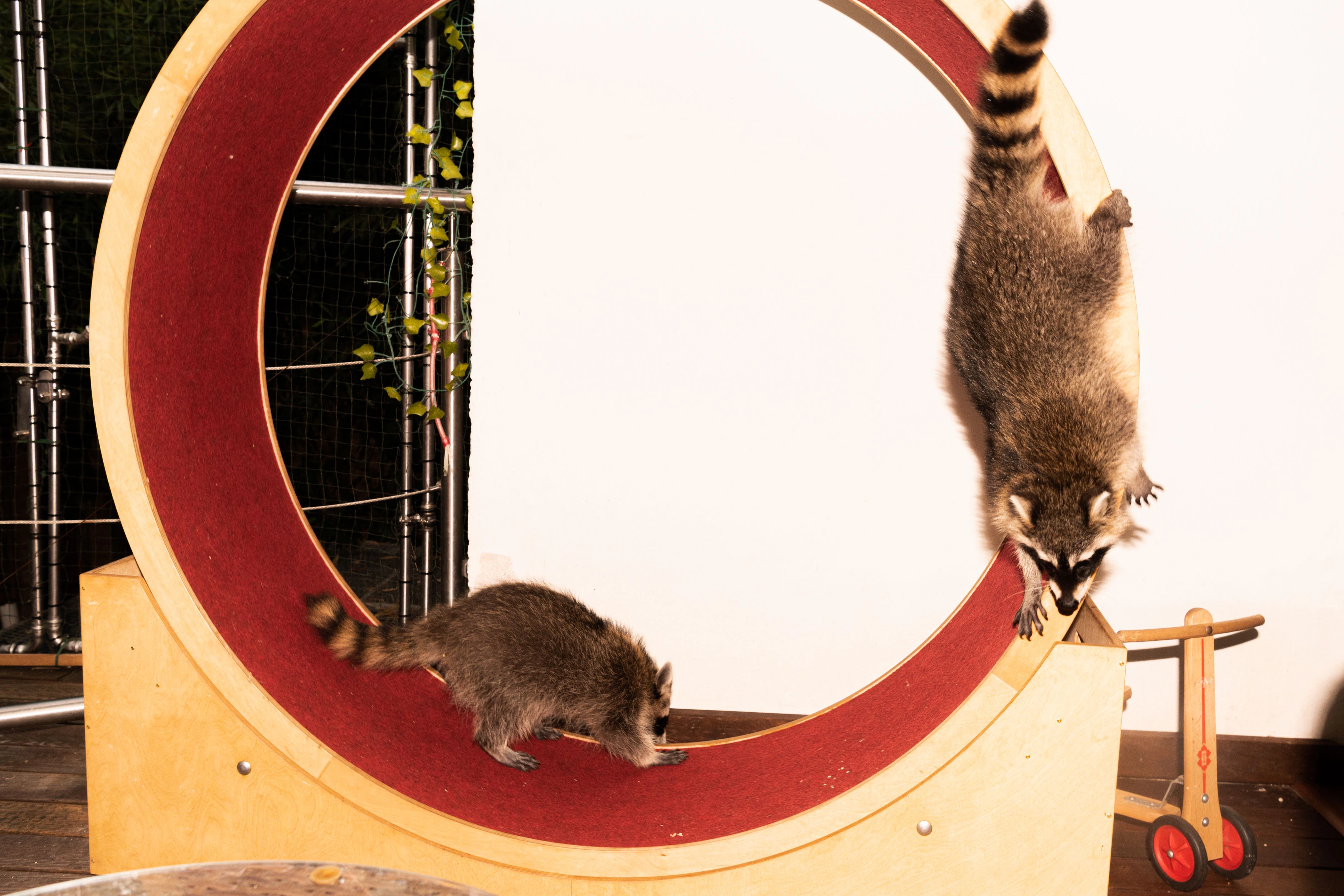 Im Waschbärenrad: Fritzi und Paul.