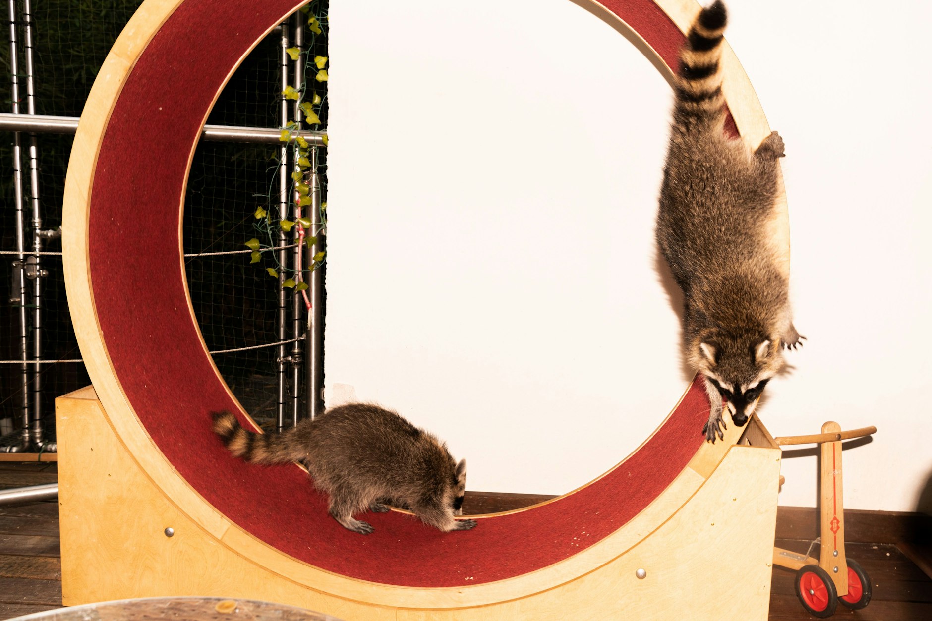 Im Waschbärenrad: Fritzi und Paul.