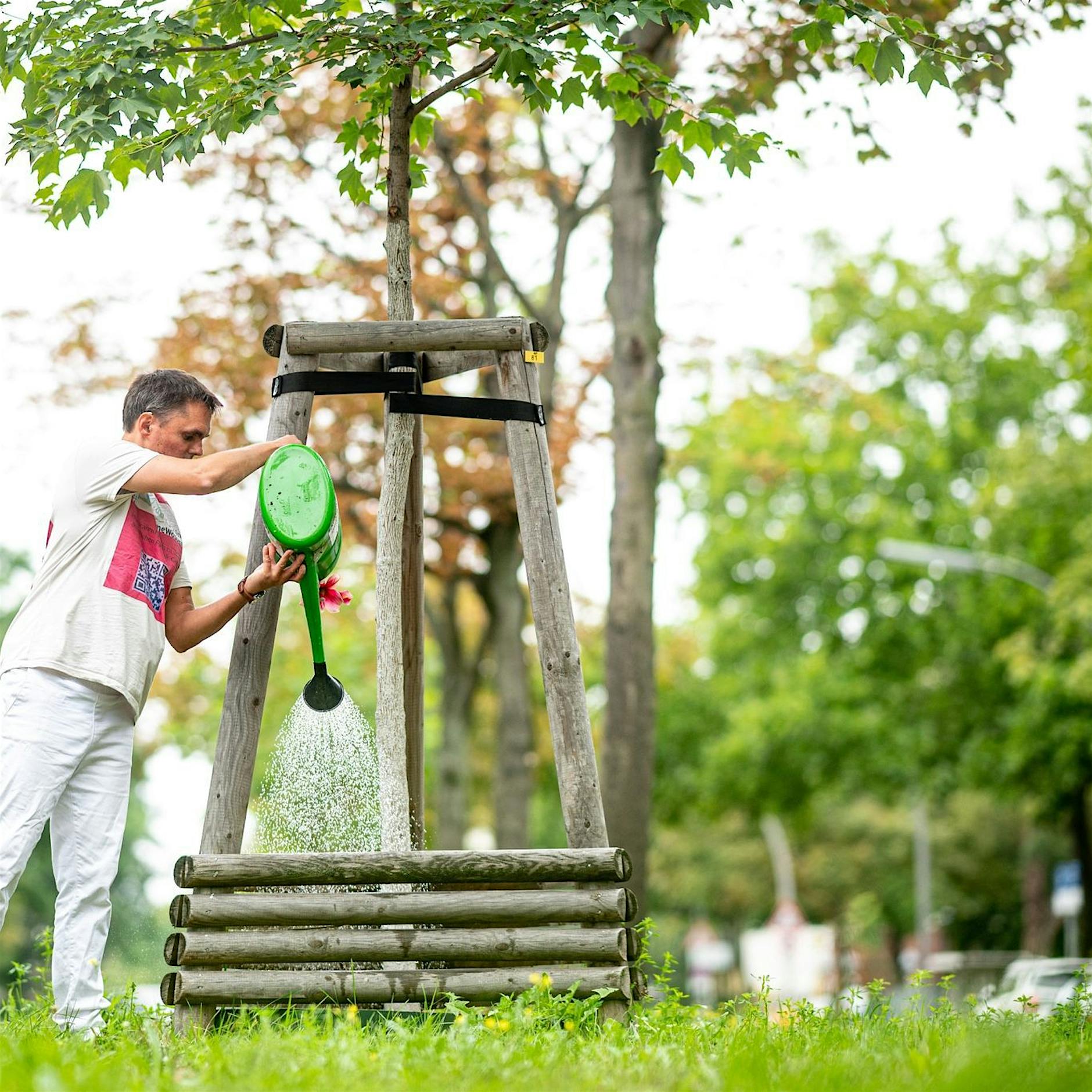 Stadtbäume leiden unter Trockenstress