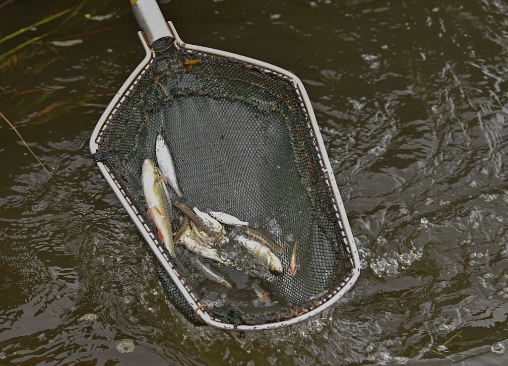 Fischsterben: Forscher haben mehr Daten zu Algenblüte