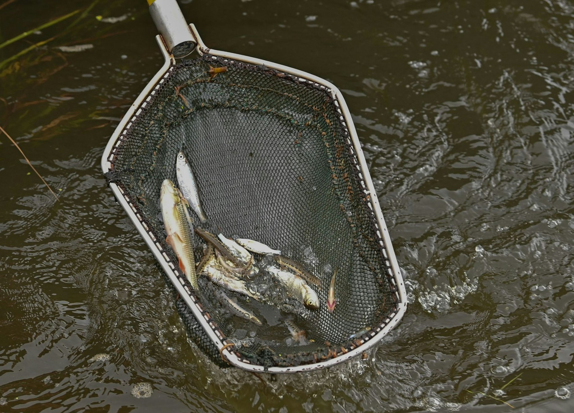 Lebende Fische sind in einem Kescher von Fischereiwissenschaftlern vom IGB Leibniz-Institut für Gewässerökologie und Binnenfischerei zu sehen.  