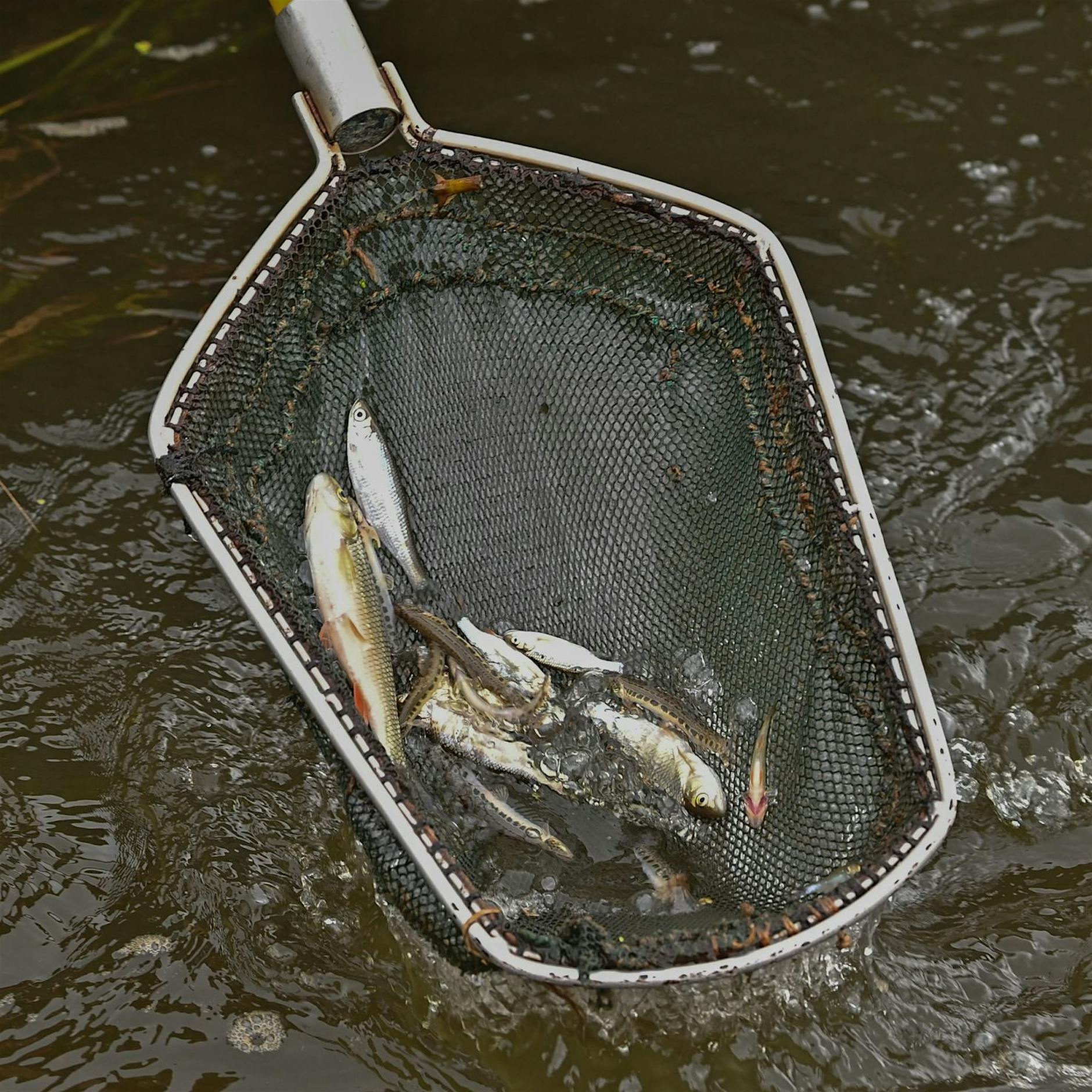 Fischsterben: Forscher haben mehr Daten zu Algenblüte