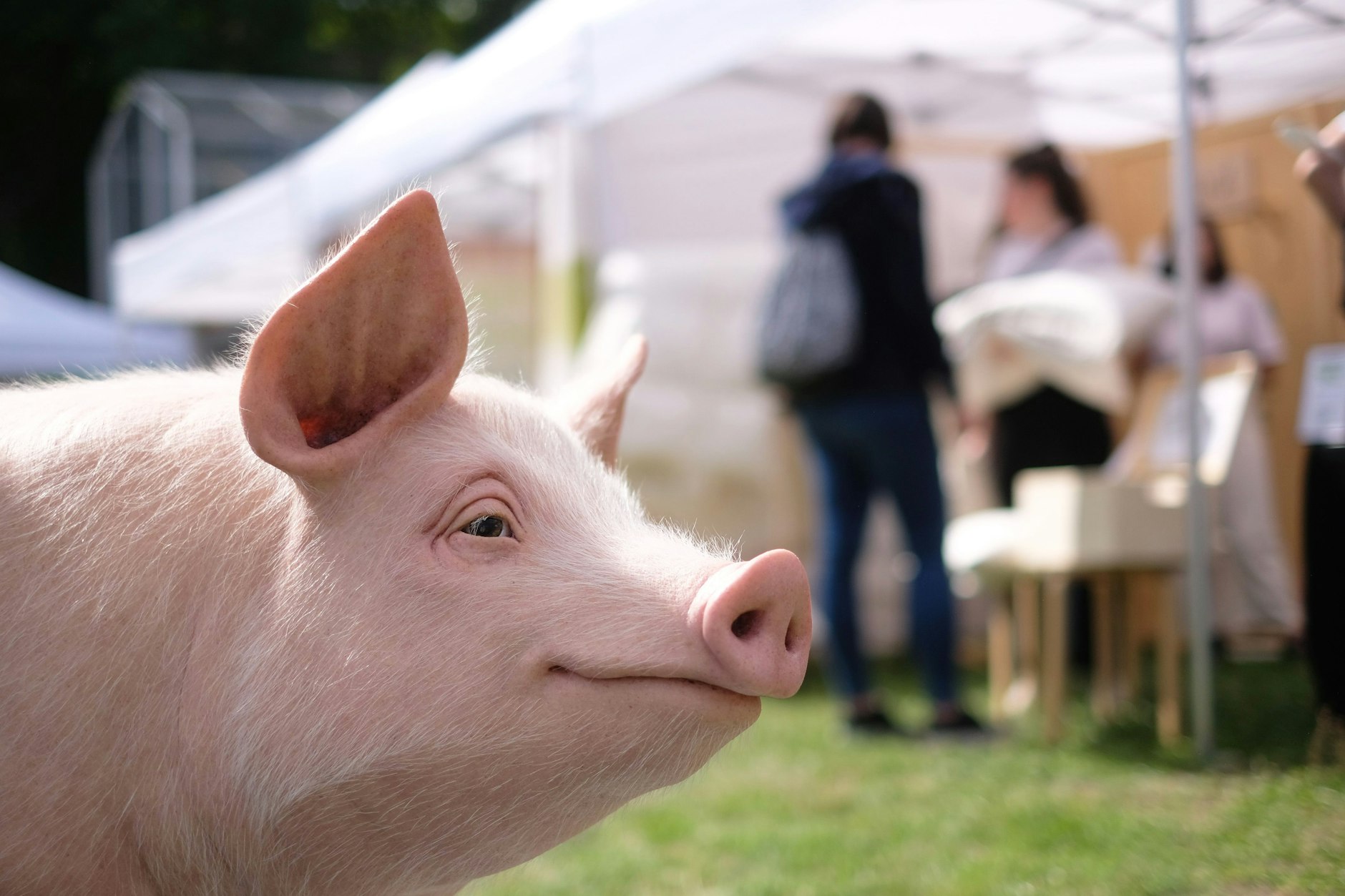 Greenpeace-Schwein Rosalinde sollte auf der Messe Sympathie gegen die Übel der Massentierhaltung wecken.