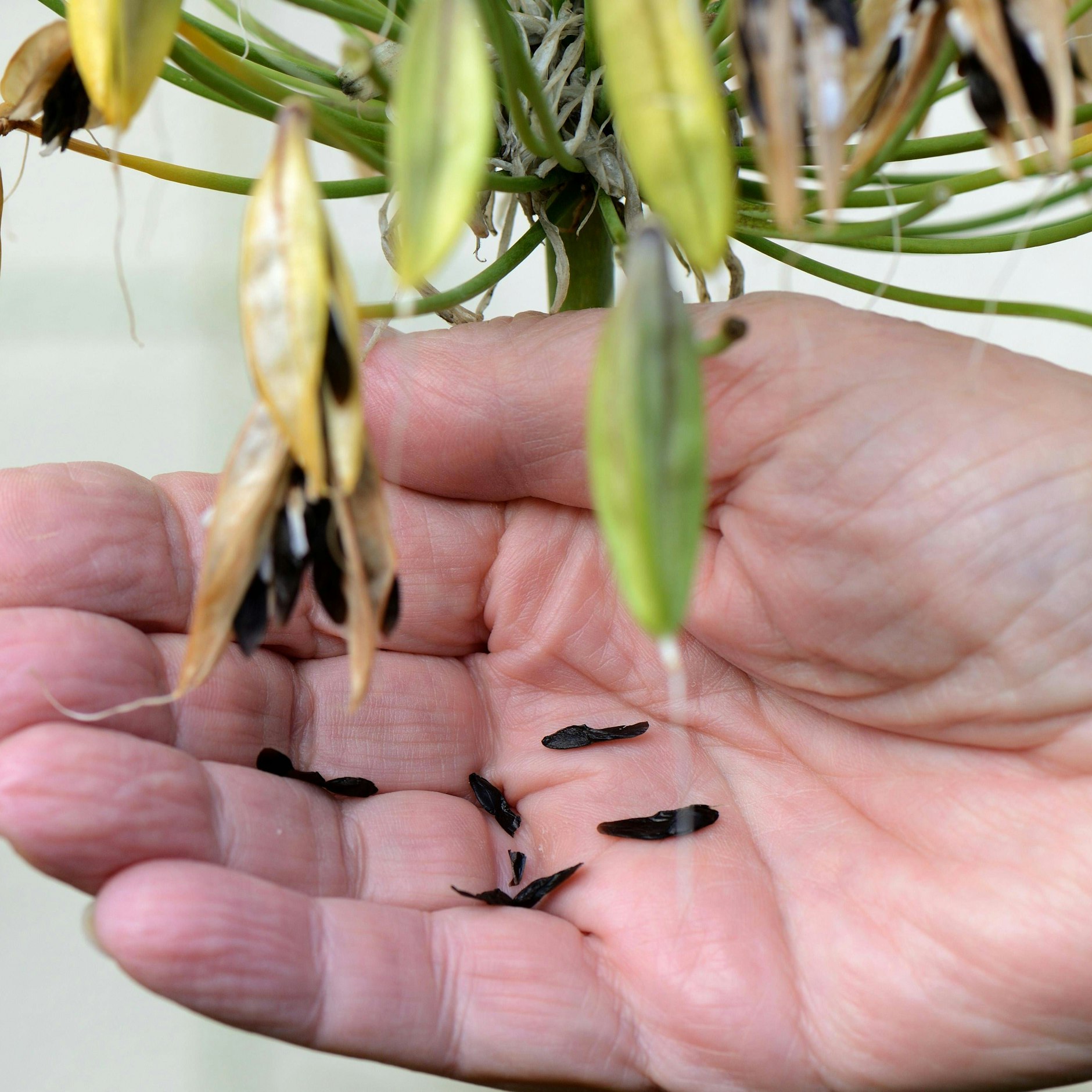 Hat Ihre Schmucklilie Fruchtstände, so werden diese im Spätherbst trocken und werfen ihre Samen ab.