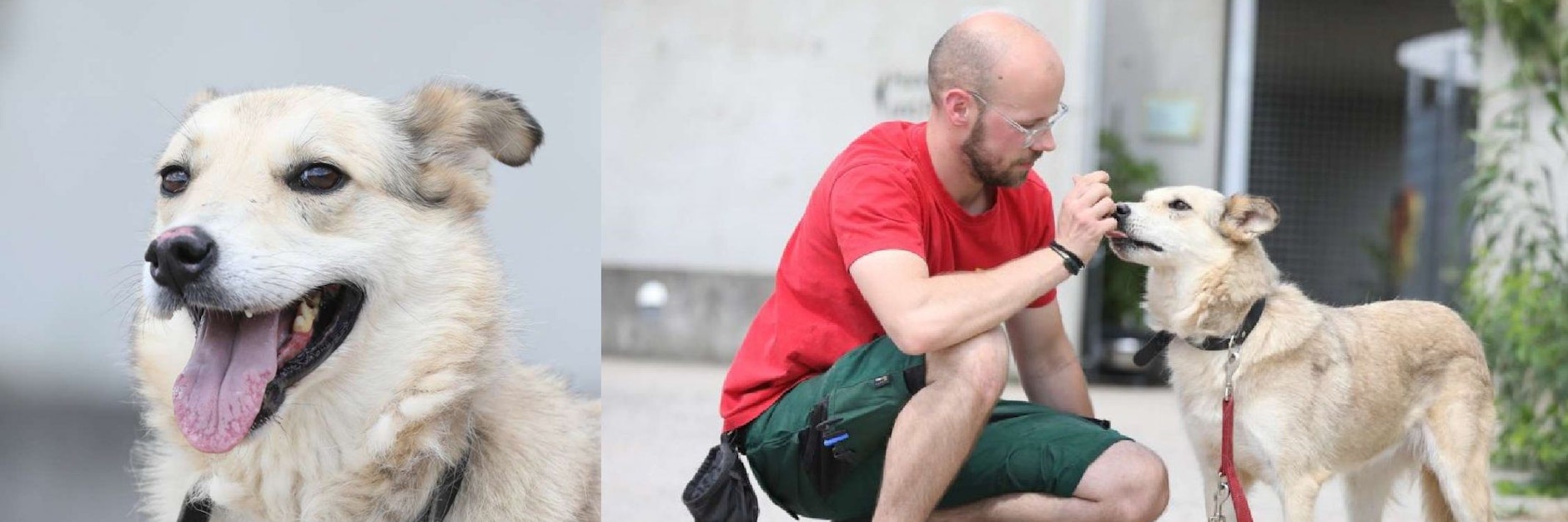 Hündin Sonya erlebte die Tier-Hölle auf Erden - und warten im Tierheim Berlin nun auf ein neues Zuhause.