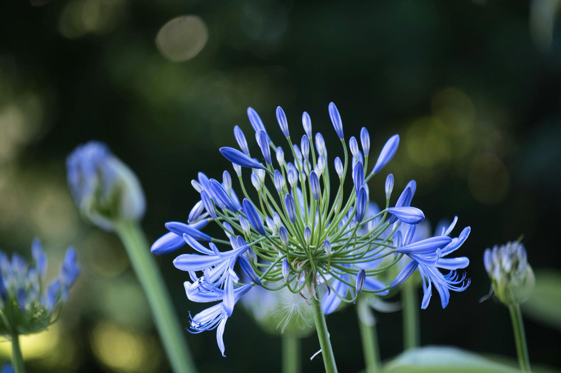 Schmucklilien sind ein absoluter Blickfang und gedeihen sowohl im Topf als auch im Beet.