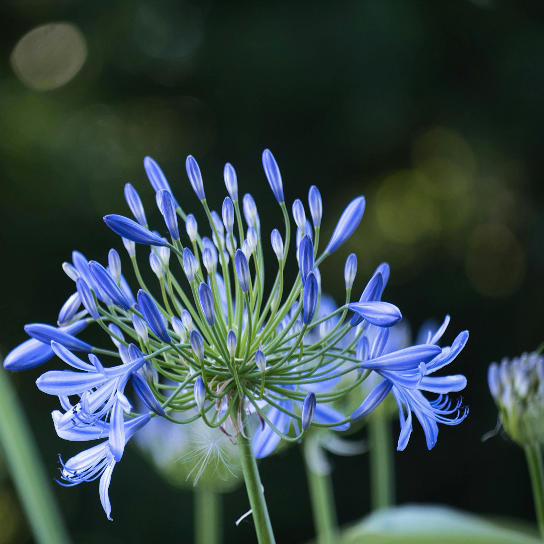 Ihre Schmucklilie ist verblüht? Das müssen Sie jetzt tun – Tipps vom Garten-Profi!