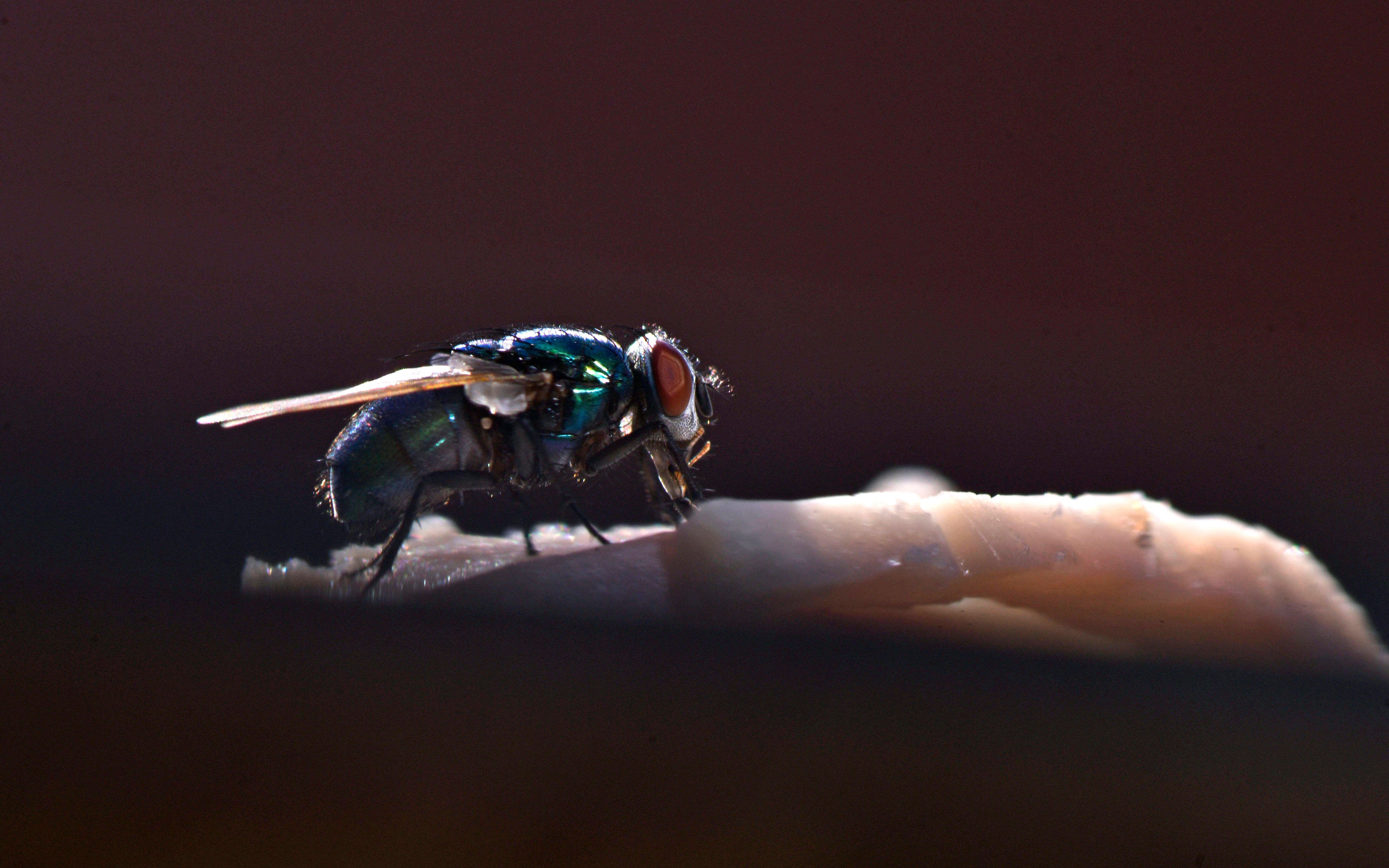 Wie man mit einer Pumpgun und Kochsalz Fliegen betäuben kann