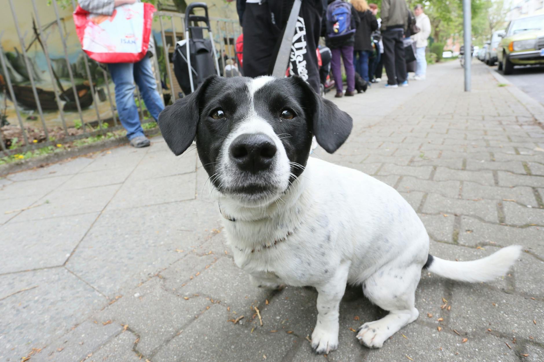 Ein Jack-Russel-Terrier vor der Tiertafel in Berlin (Archivbild)