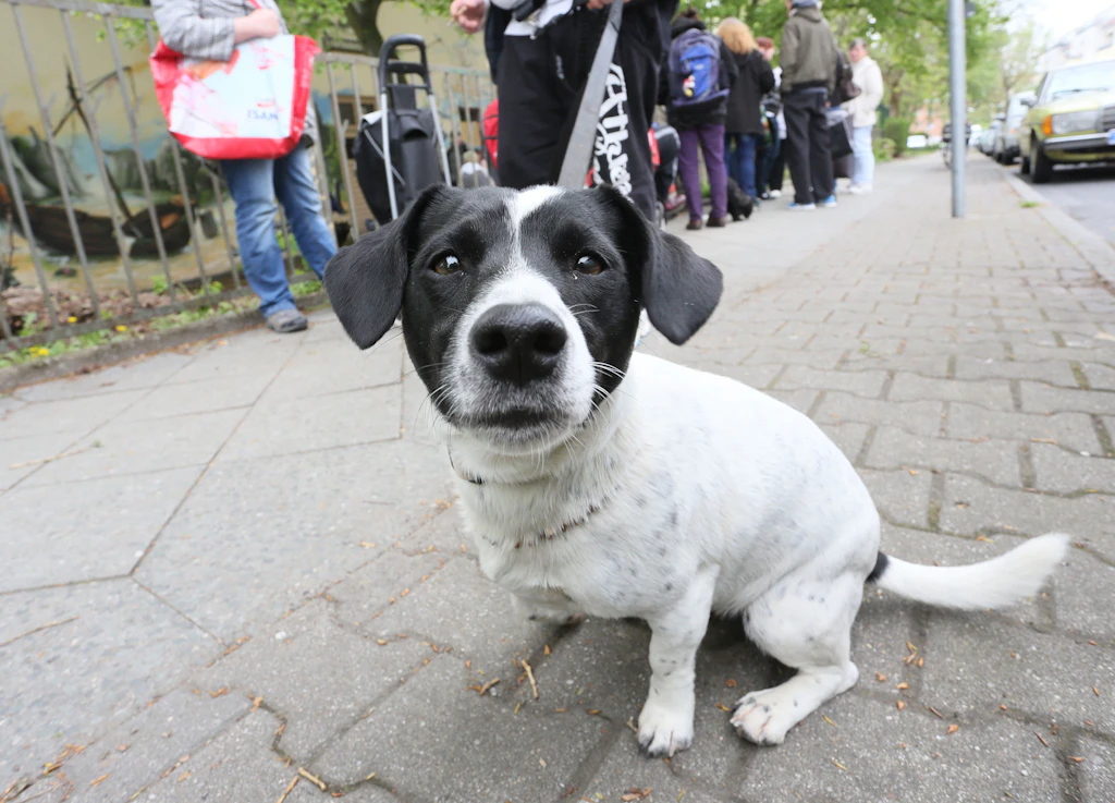 Berlin: Tiere aus der Ukraine benötigen Futter-Spenden