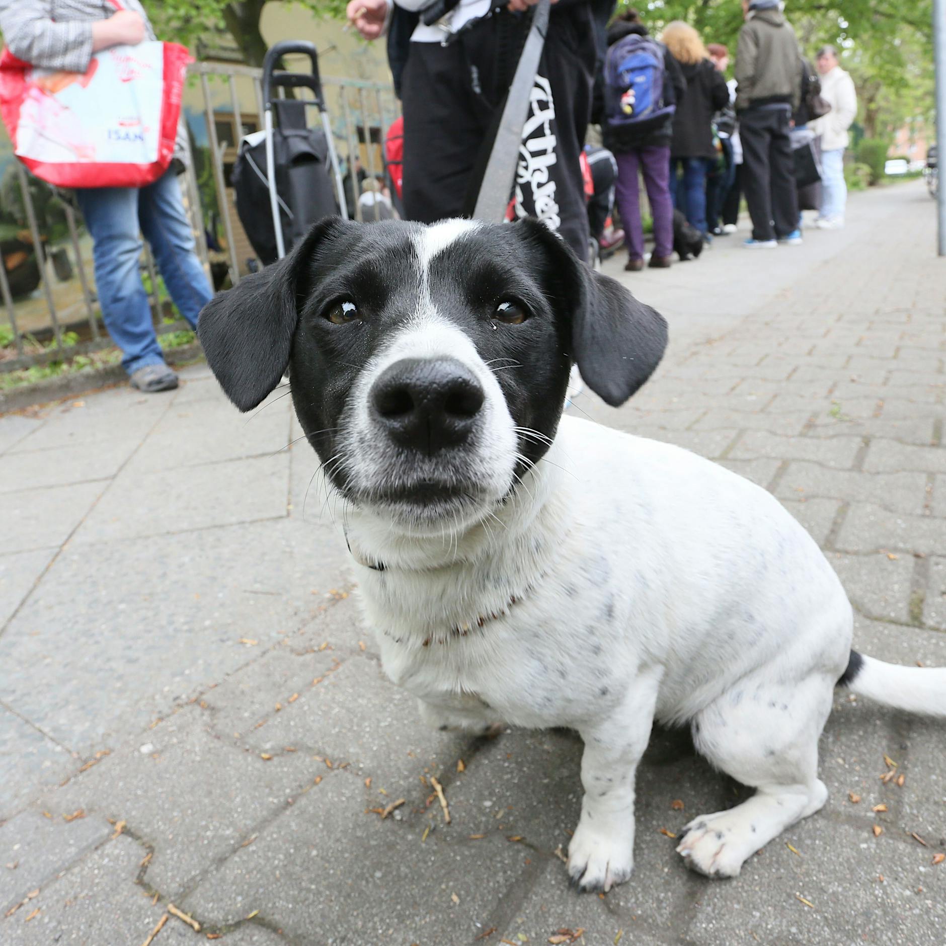 Berlin: Tiere aus der Ukraine benötigen Futter-Spenden