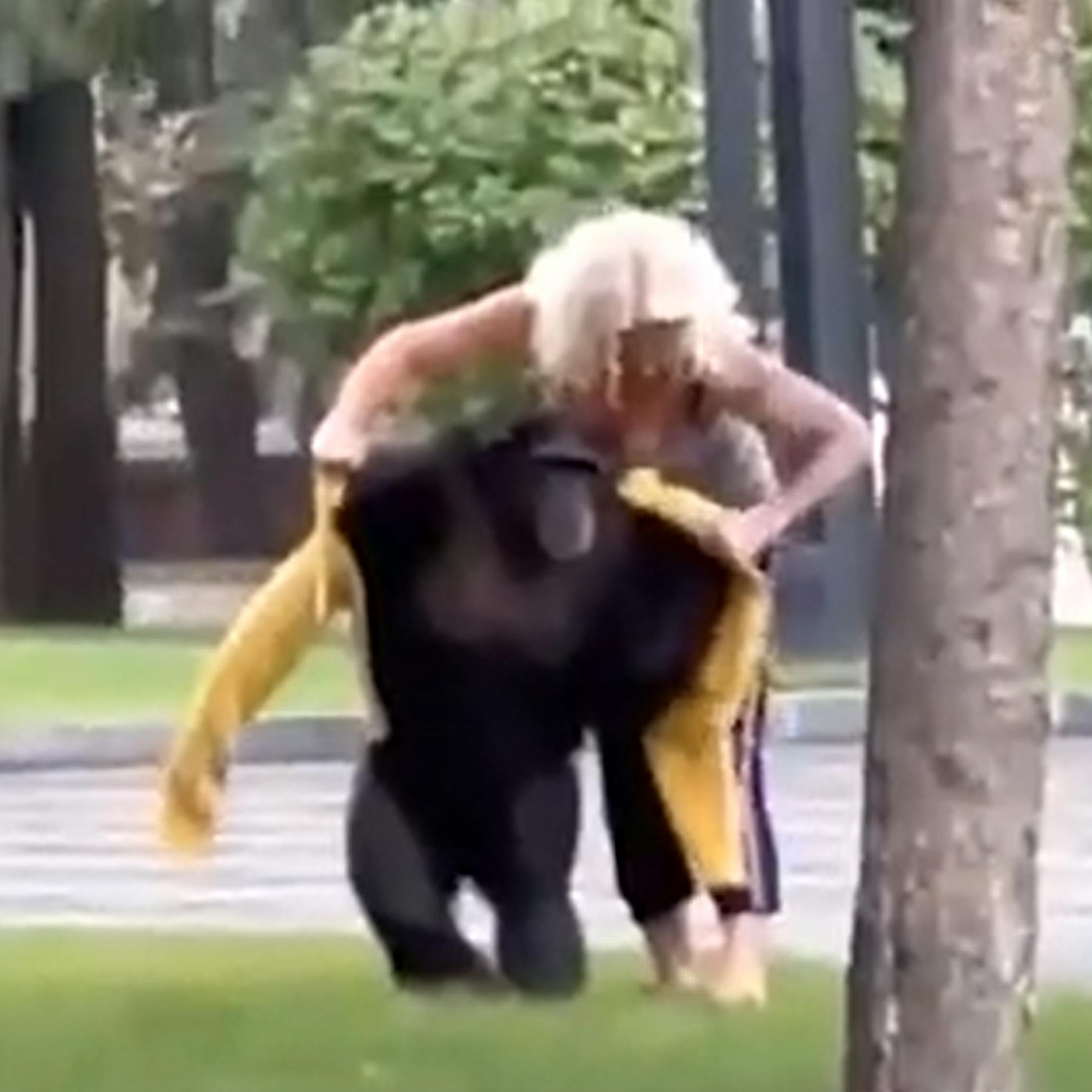 Irres Video! Schimpanse entläuft aus Zoo – Frau überredet ihn mit Jacke zur Rückkehr