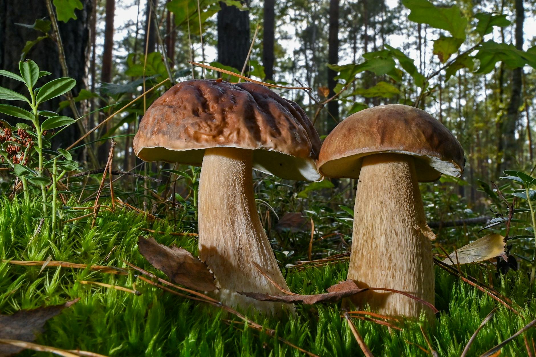 Zwei Steinpilze wachsen im Moos auf dem Waldboden. Der Gemeine Steinpilz (Boletus edulis) ist ein hervorragender Speisepilz. 