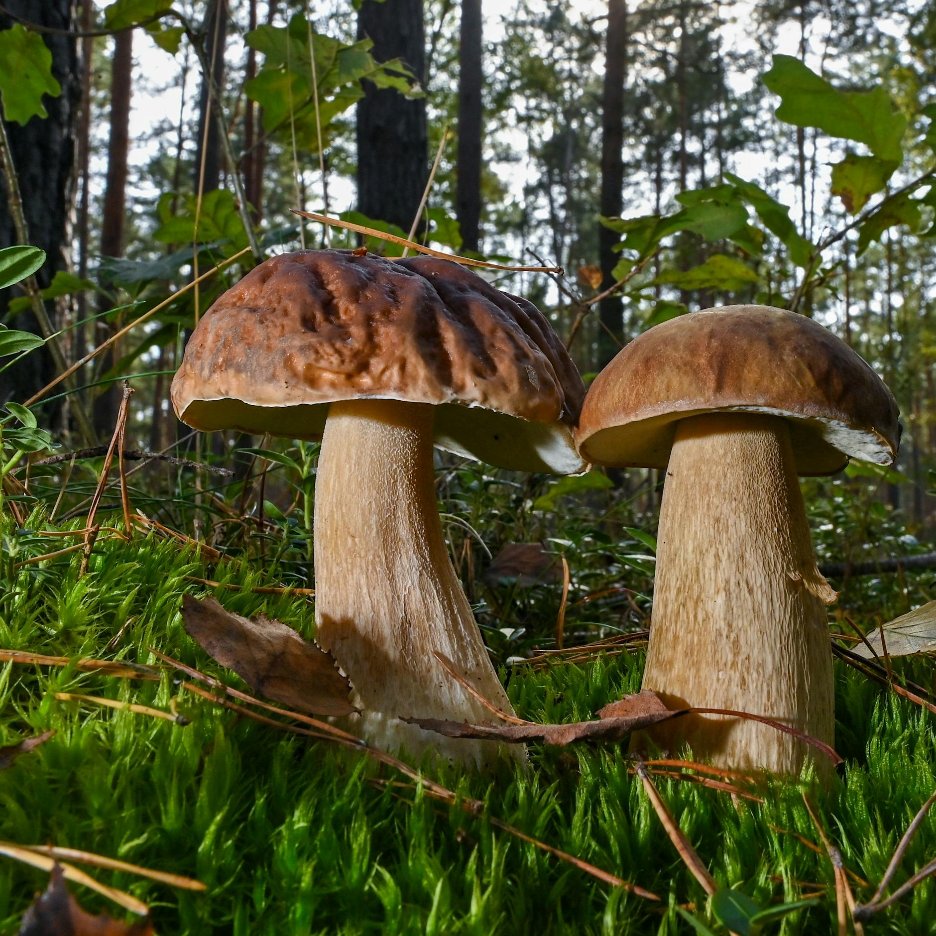 Der große KURIER Pilz-Report: Wie wird die Saison? Welcher neue Pilz breitet sich weiter aus und wo werden Sie in Brandenburg garantiert fündig?