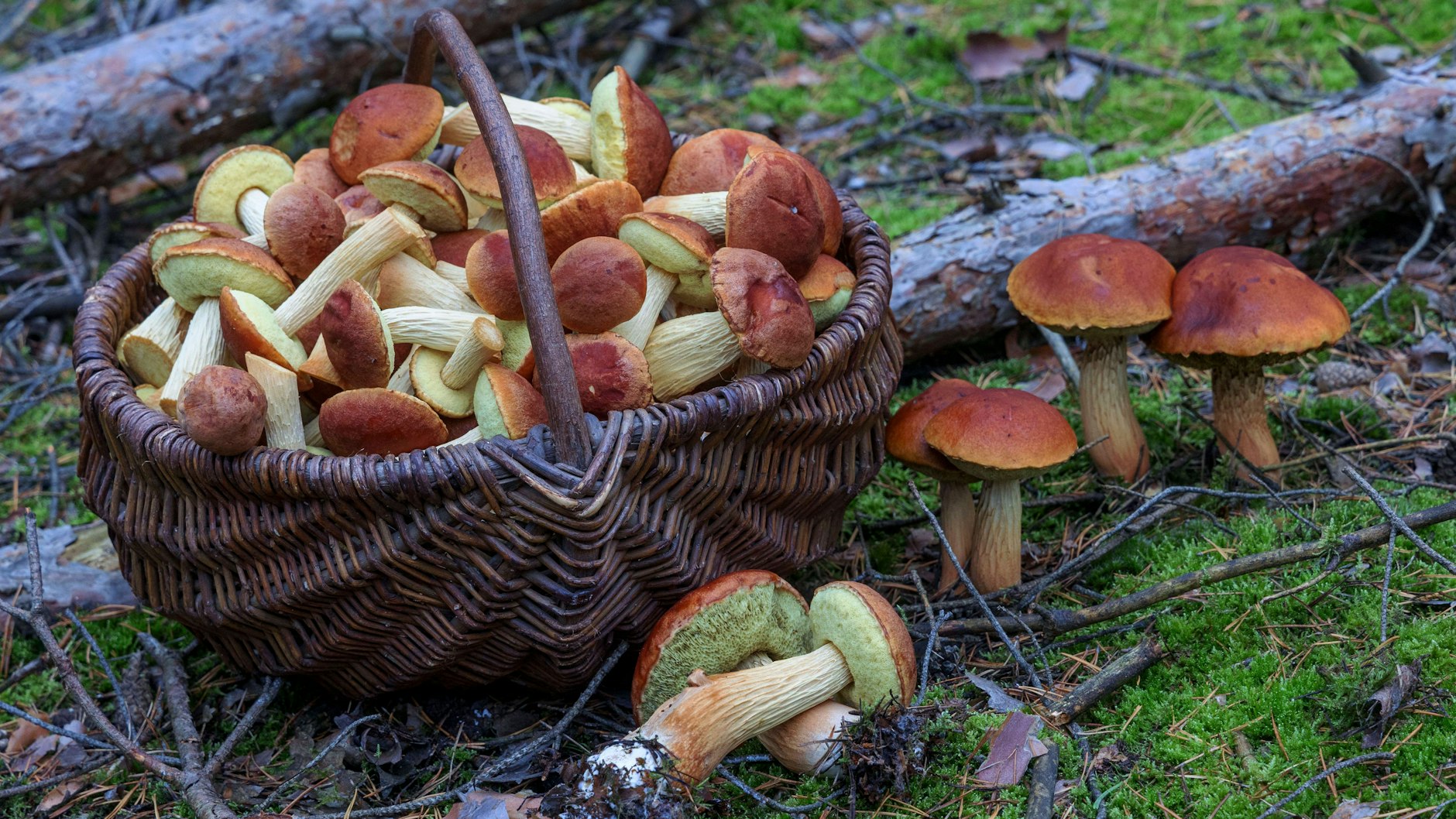 Pilzexperte Lutz Helbig präsentiert die falschen Rotkappen in einem Wald bei Drebkau. Lecker sehen sie ja aus. Der Pilz gilt als essbar, es sollten aber erst kleine Mengen probiert werden, da Unverträglichkeiten nicht auszuschließen sind. 
