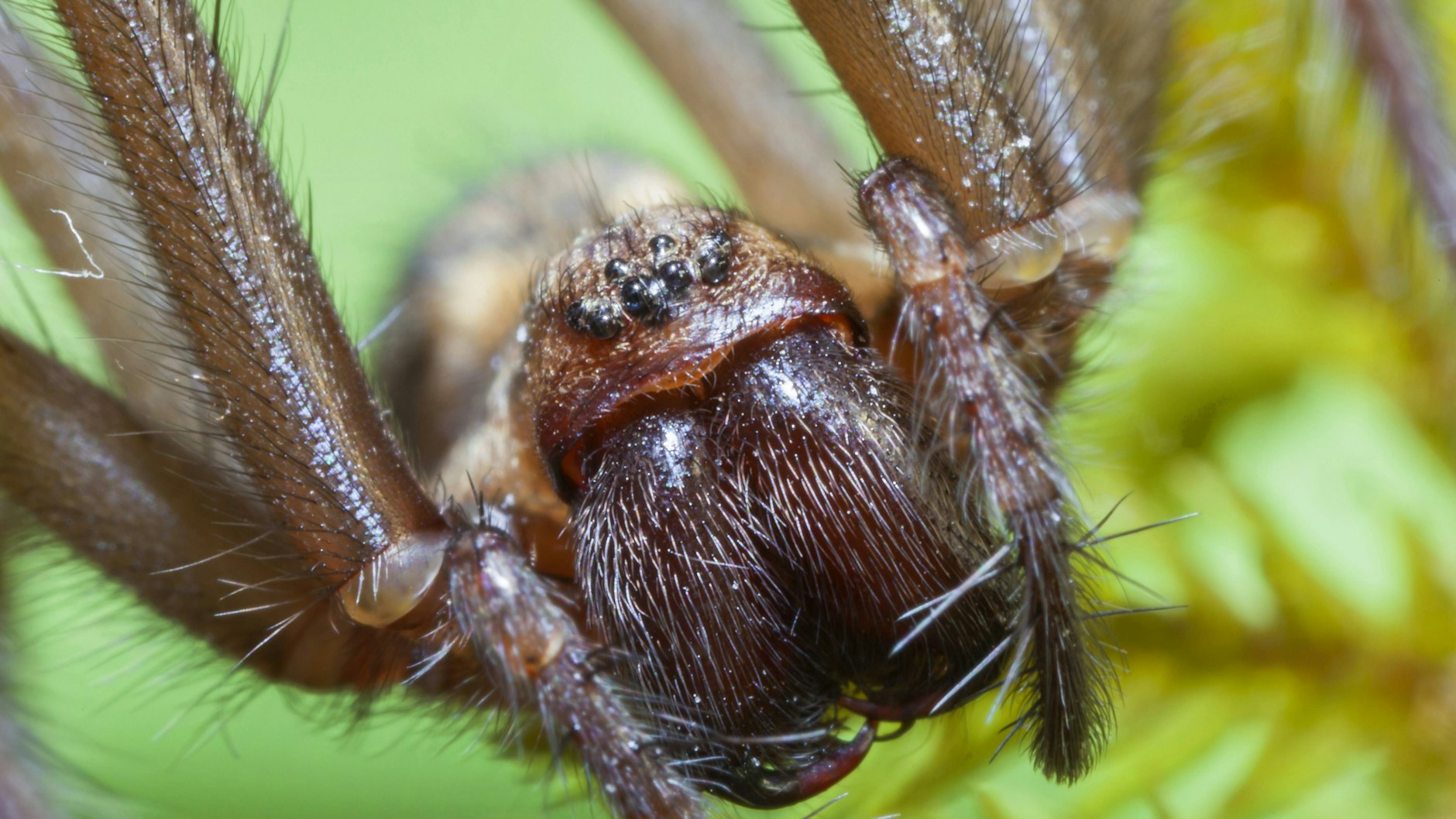 Die große Hauswinkelspinne kommt in vielen Wohnungen vor - und ist der Alptraum vieler Menschen mit Spinnen-Angst.